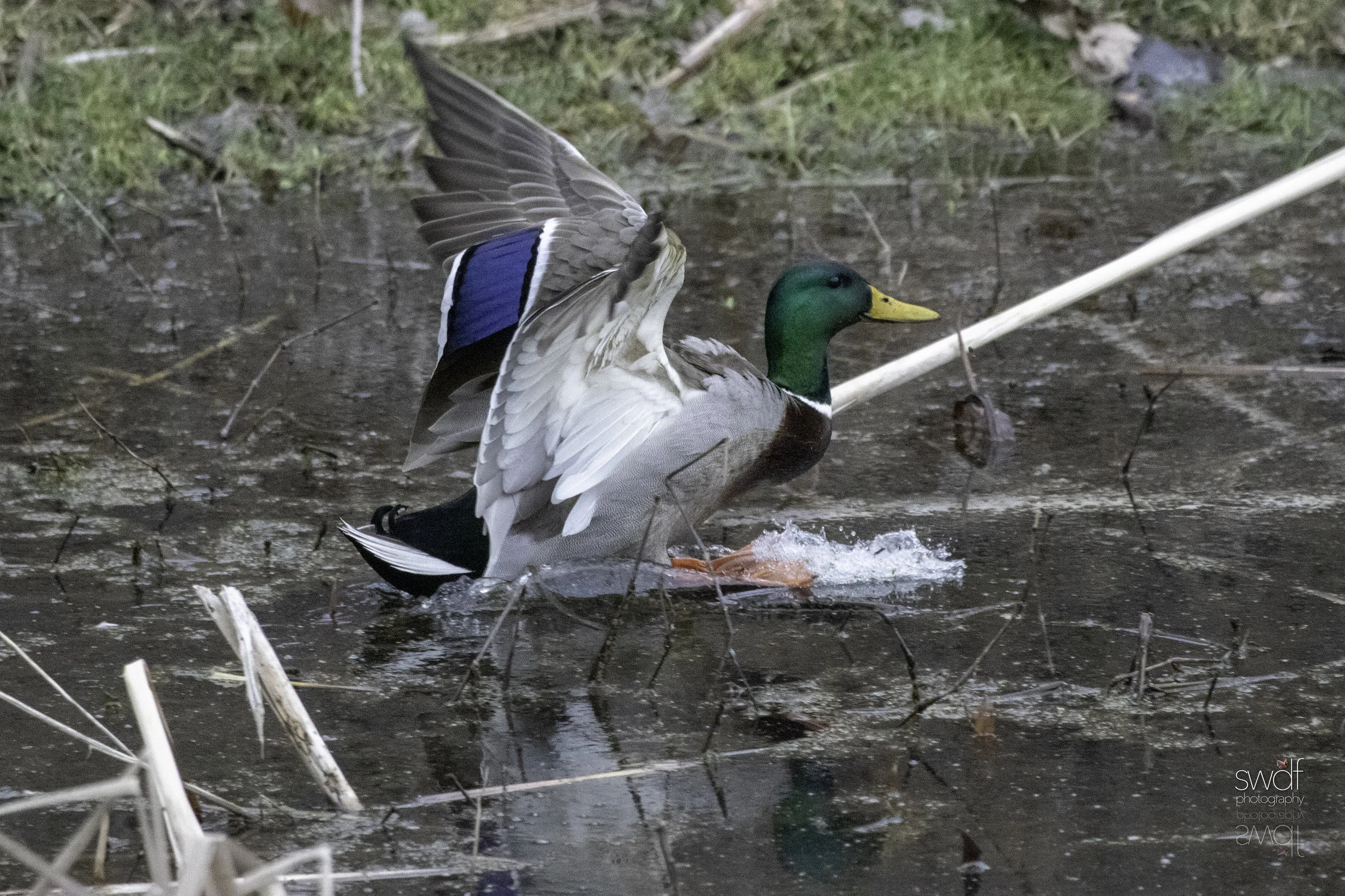 Intruder Mallard3.jpeg