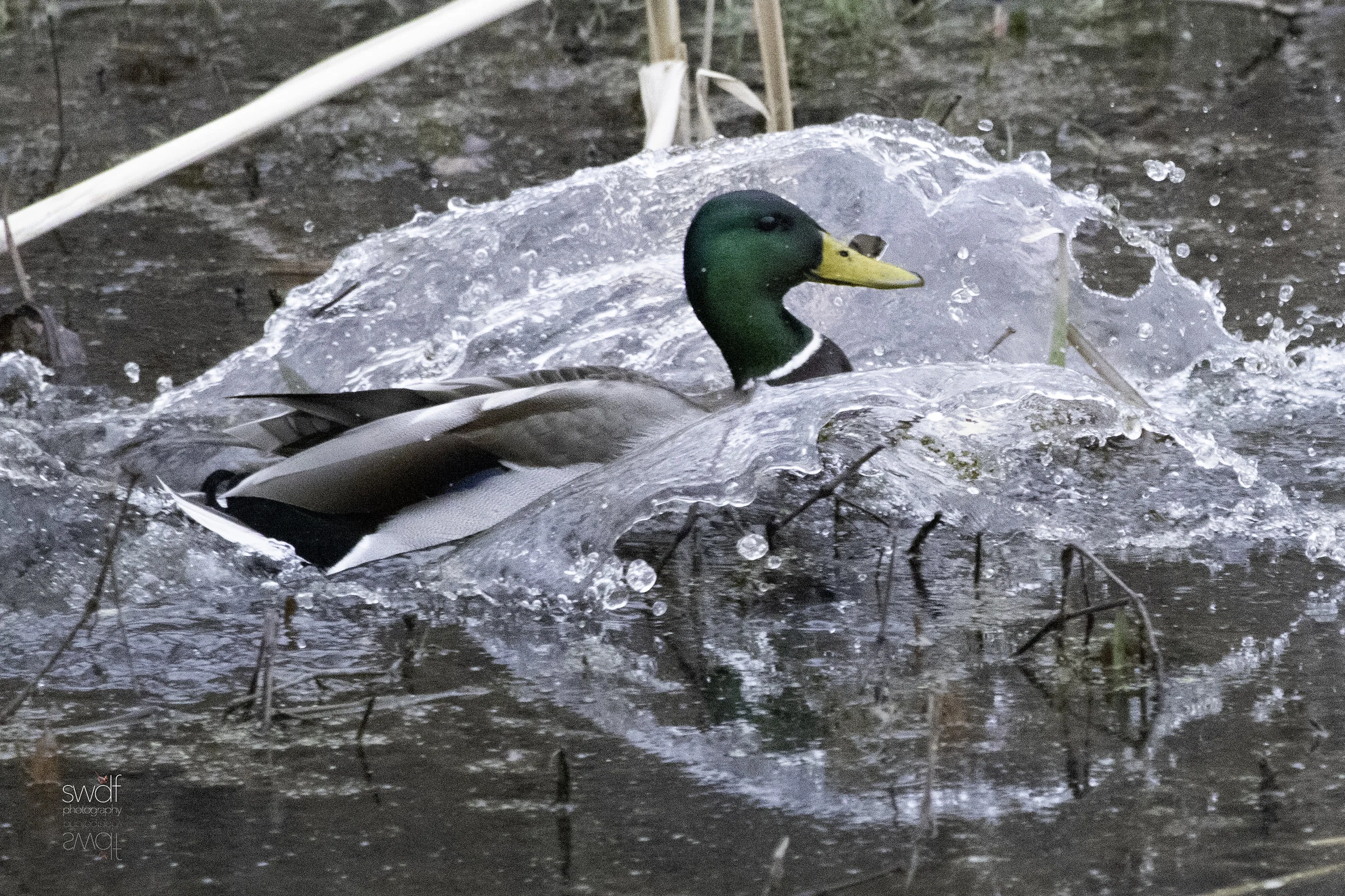 Intruder Mallard4.jpeg