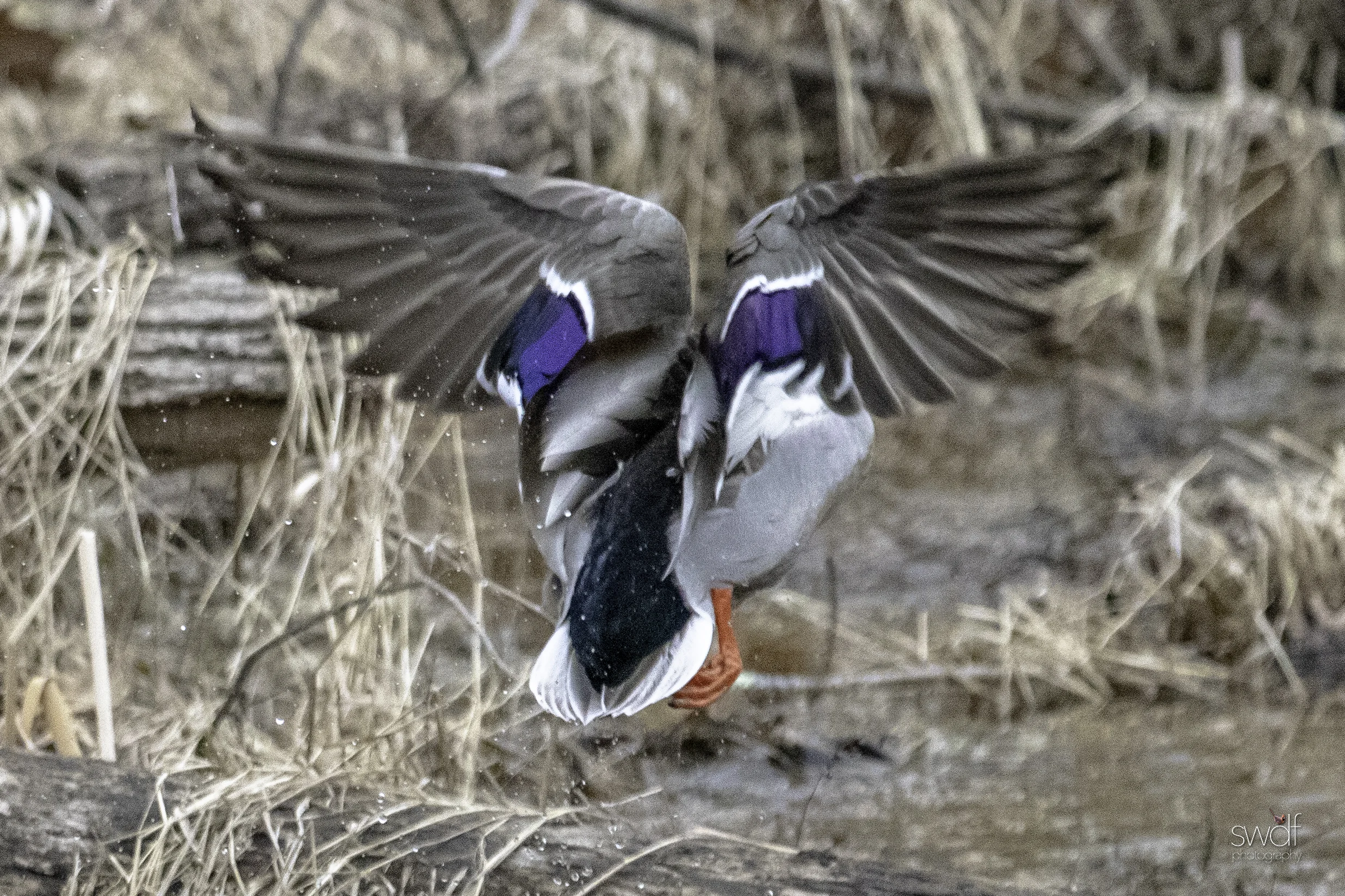 Intruder Mallard5.jpeg