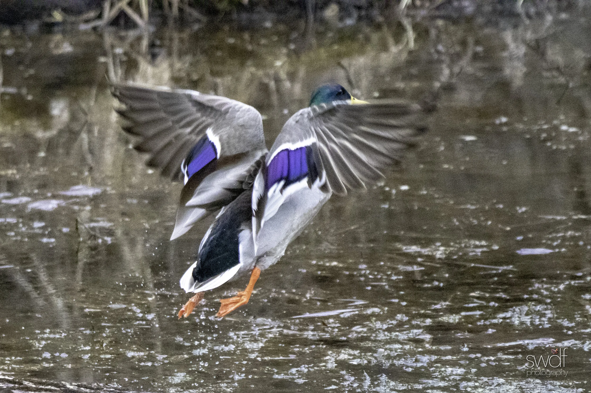 Intruder Mallard6.jpeg