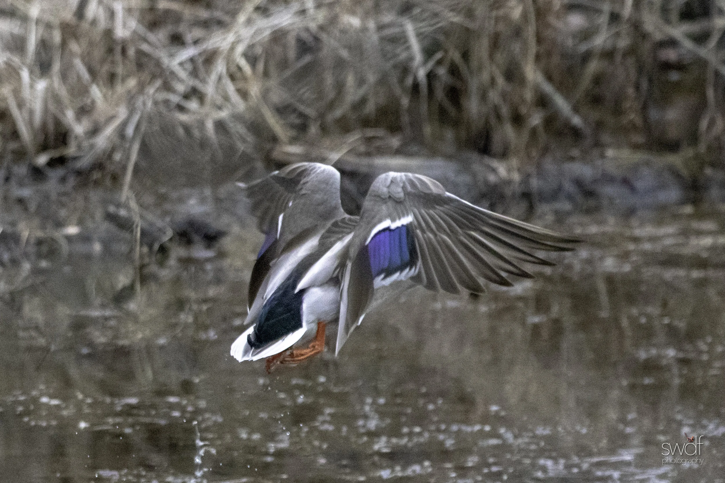 Intruder Mallard7.jpeg