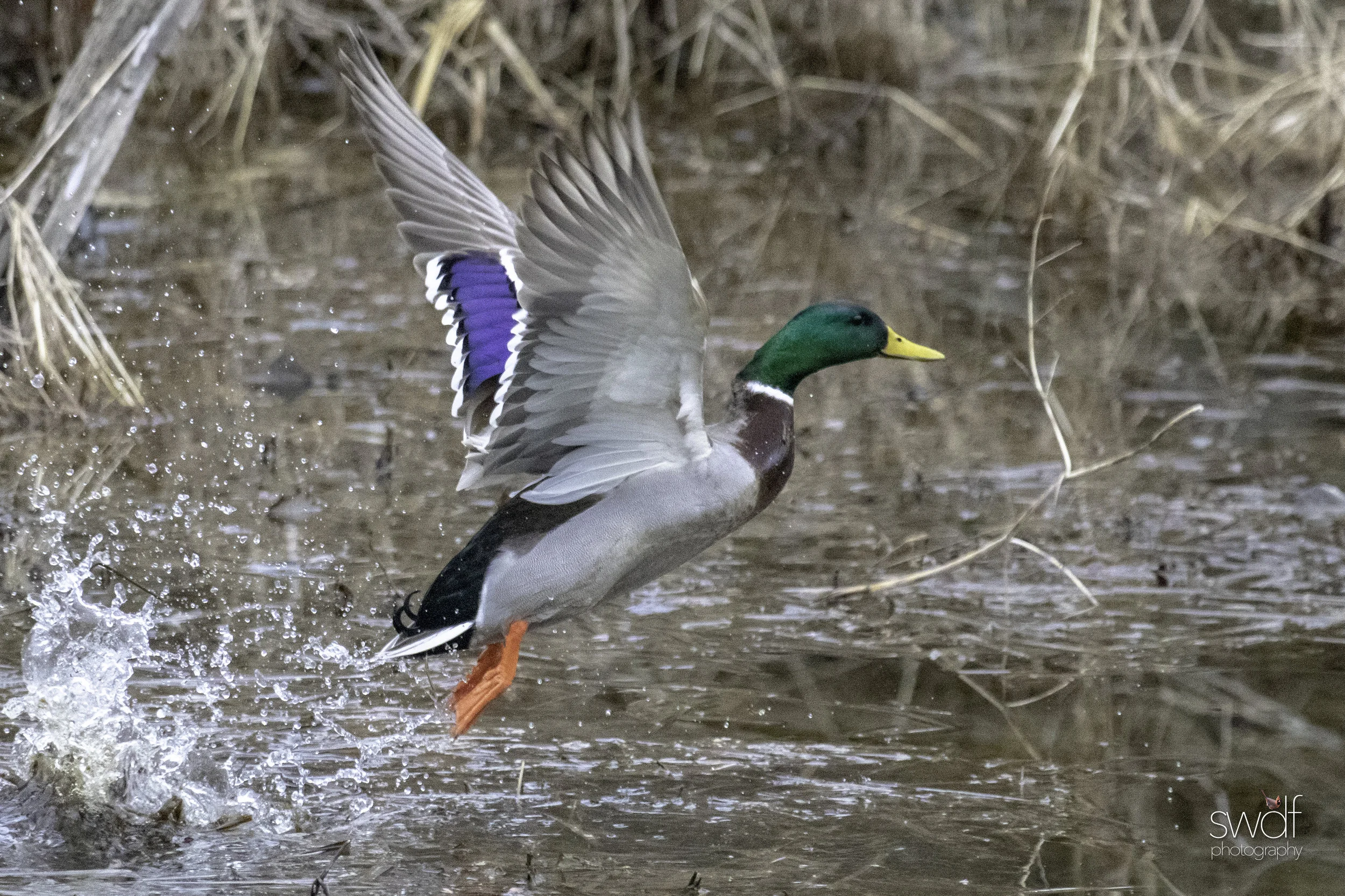 Intruder Mallard8.jpeg