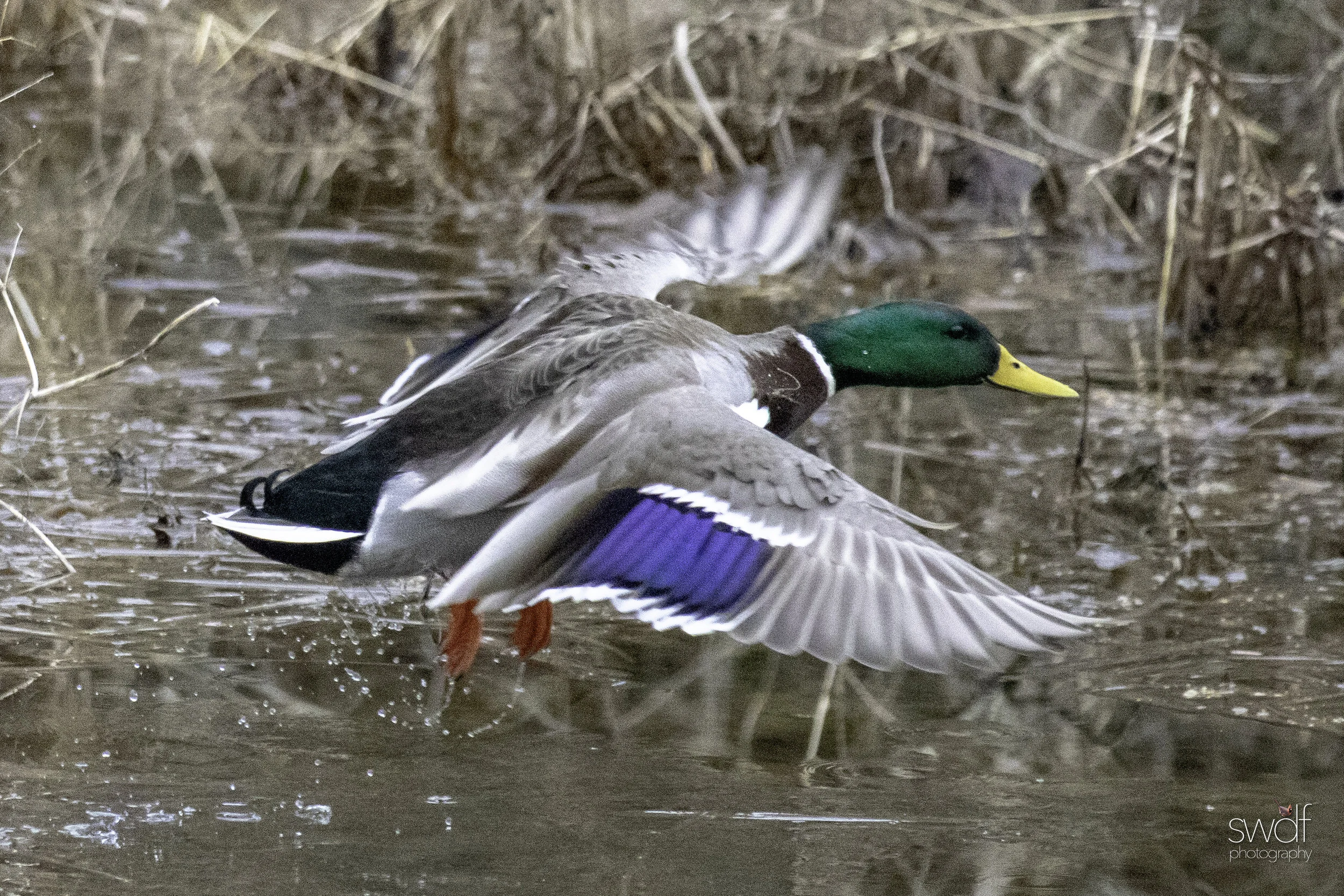 Intruder Mallard9.jpeg