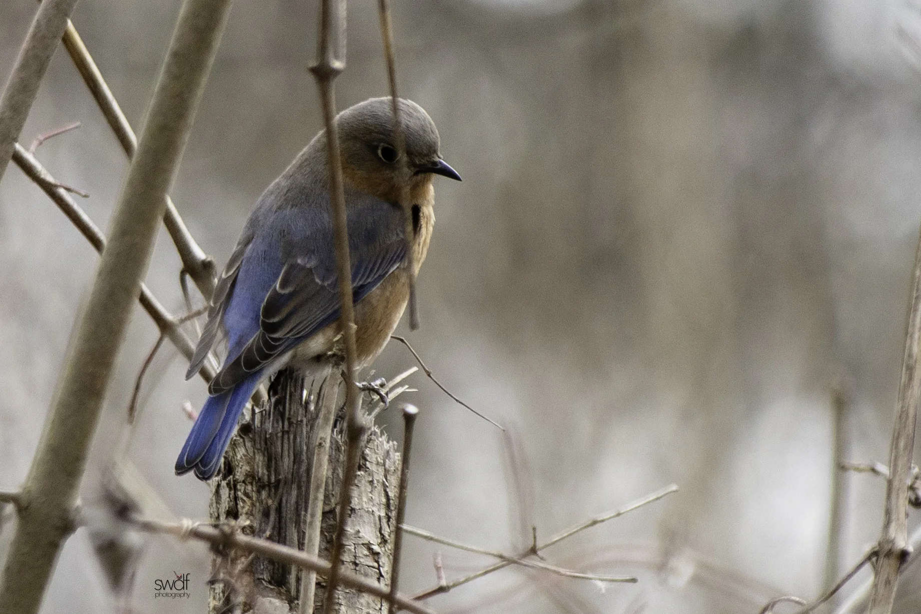 Bluebird - Sheldons Marsh.jpeg