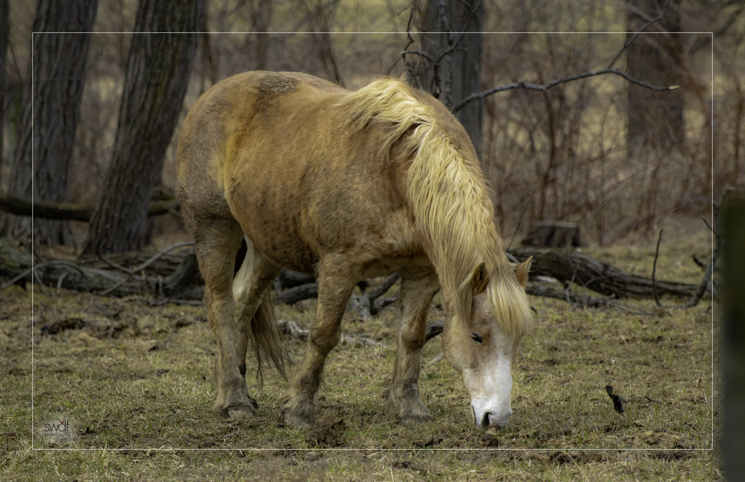 Solitude Horse Framed.jpeg