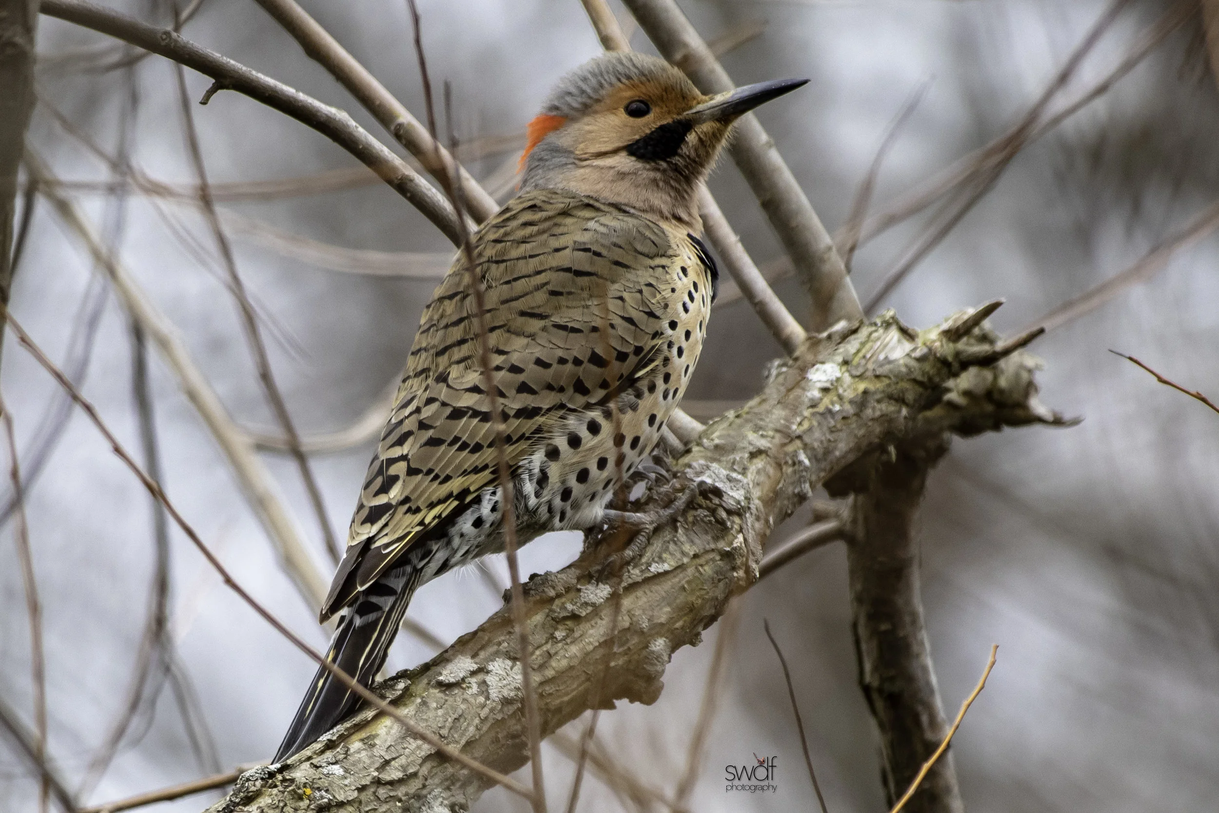 Northern Flicker2 - Sheldons Marsh.jpeg