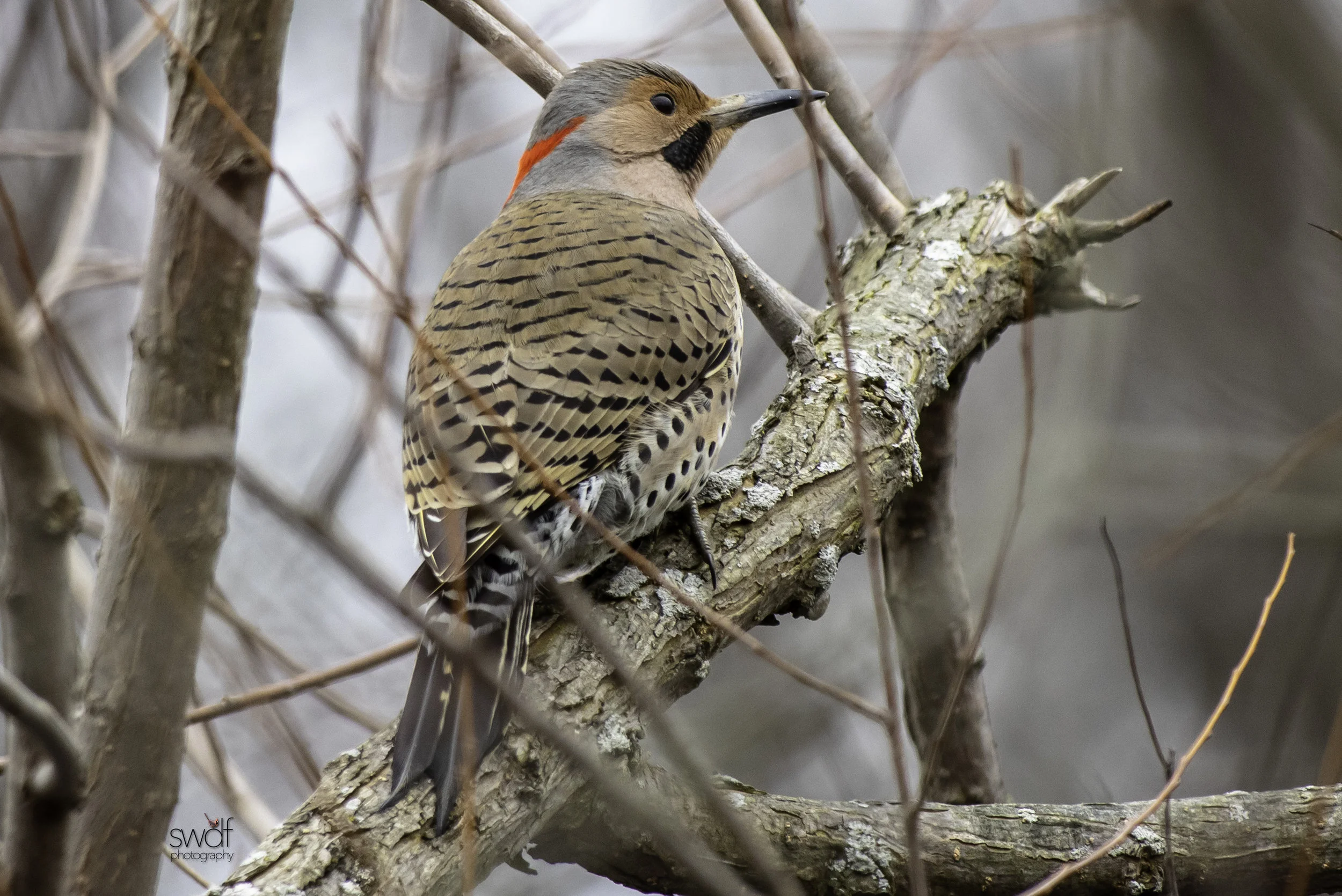 Northern Flicker - Sheldons Marsh.jpeg