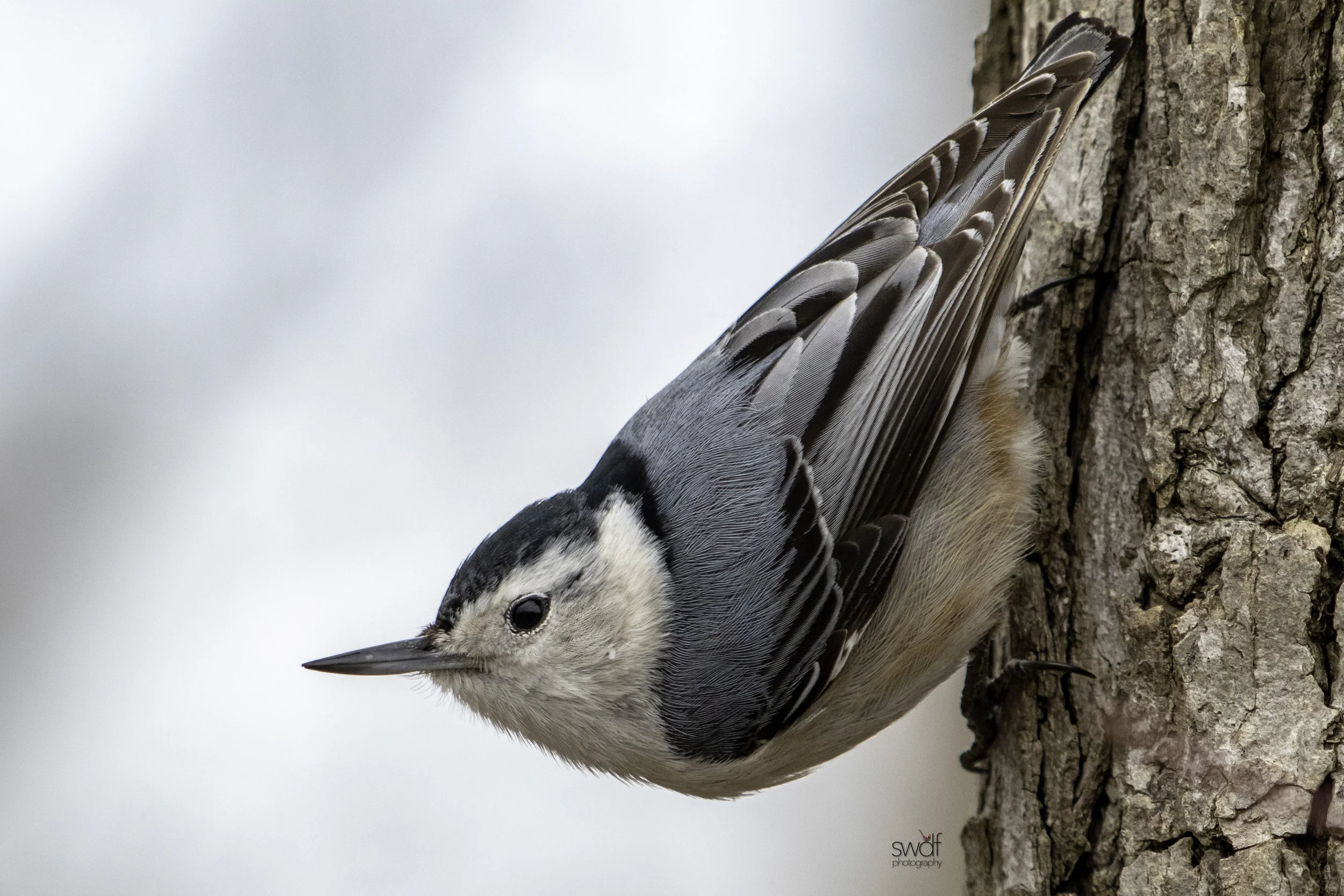 White Breasted Nuthatch - Sheldons Marsh.jpeg