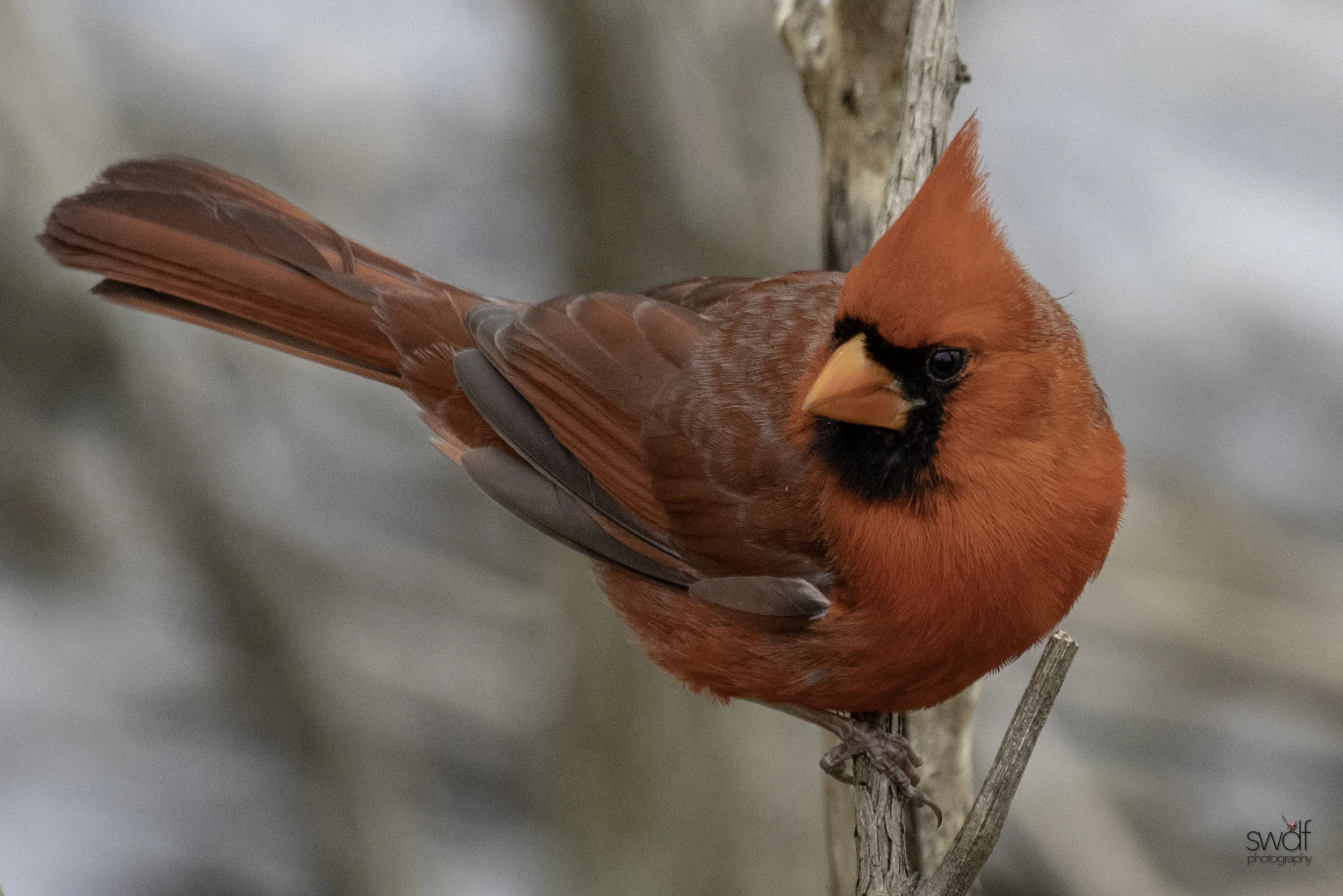 Benjamin Cardinal - Sheldons Marsh.jpeg