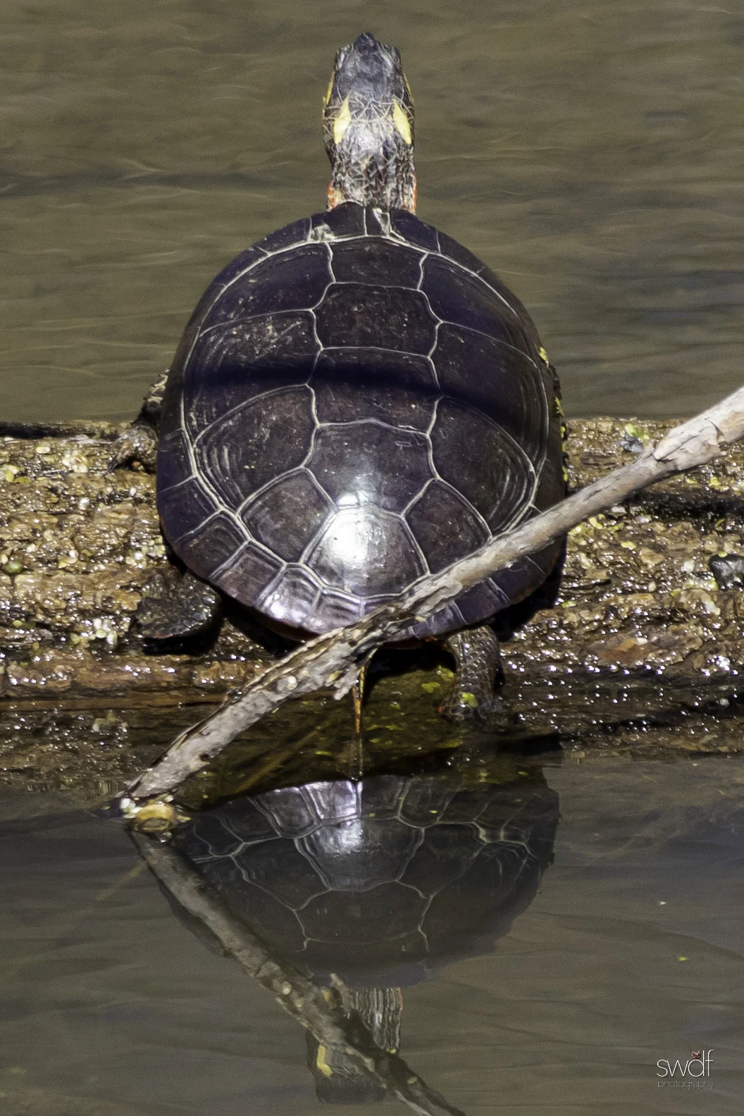Painted Turtle - CVNP.jpeg