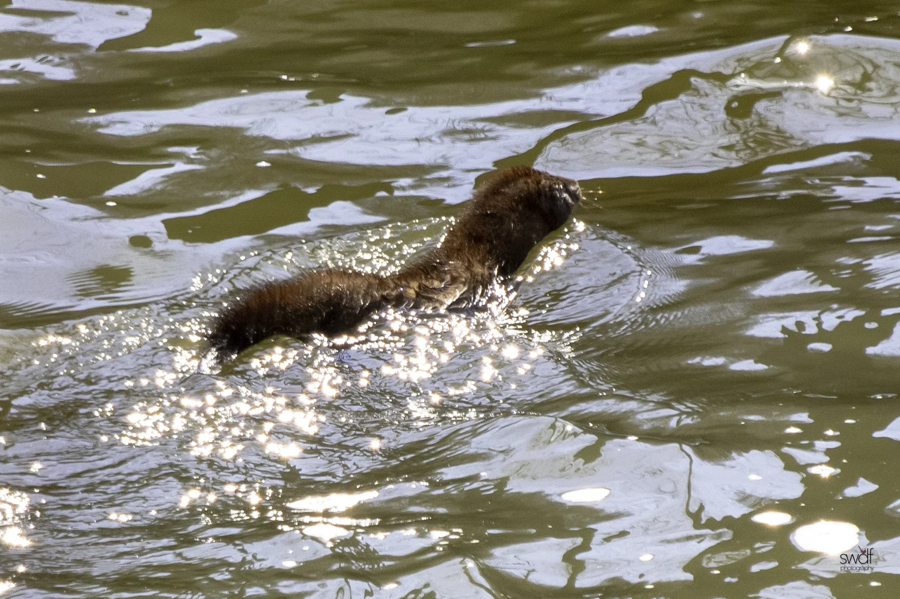 Mink - CVNP.jpeg
