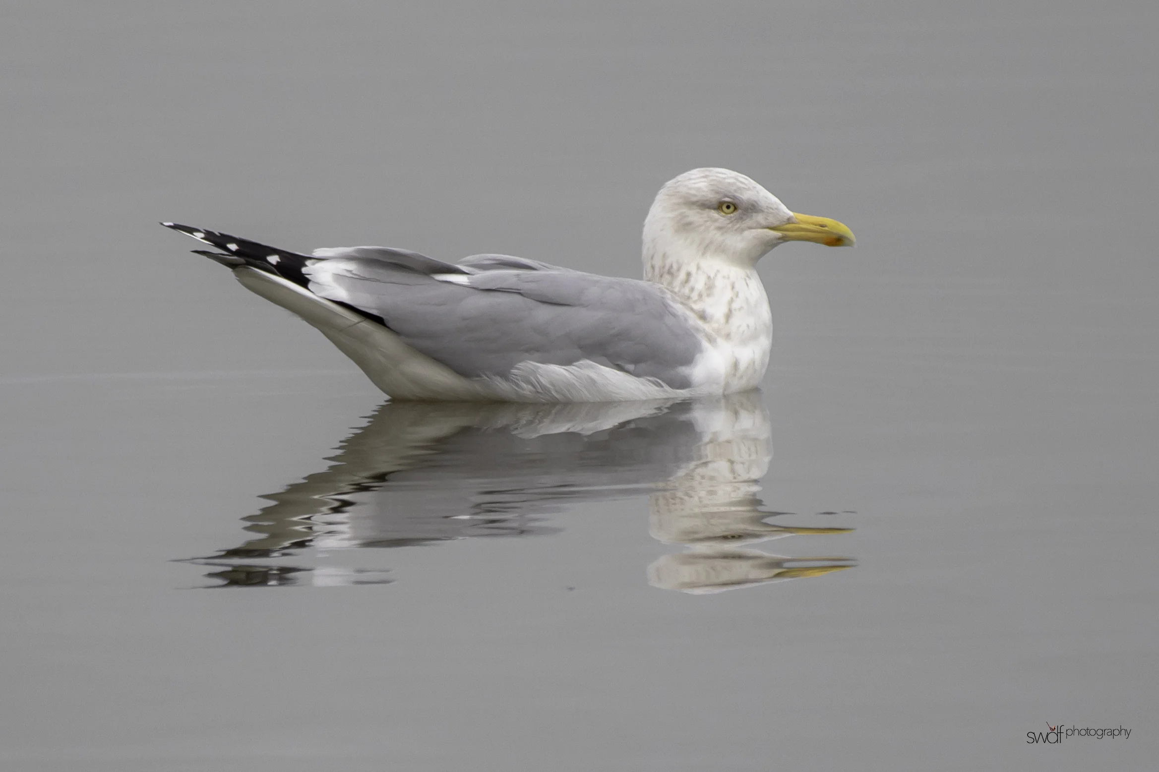 Seagull2 - Sheldons Marsh.jpeg