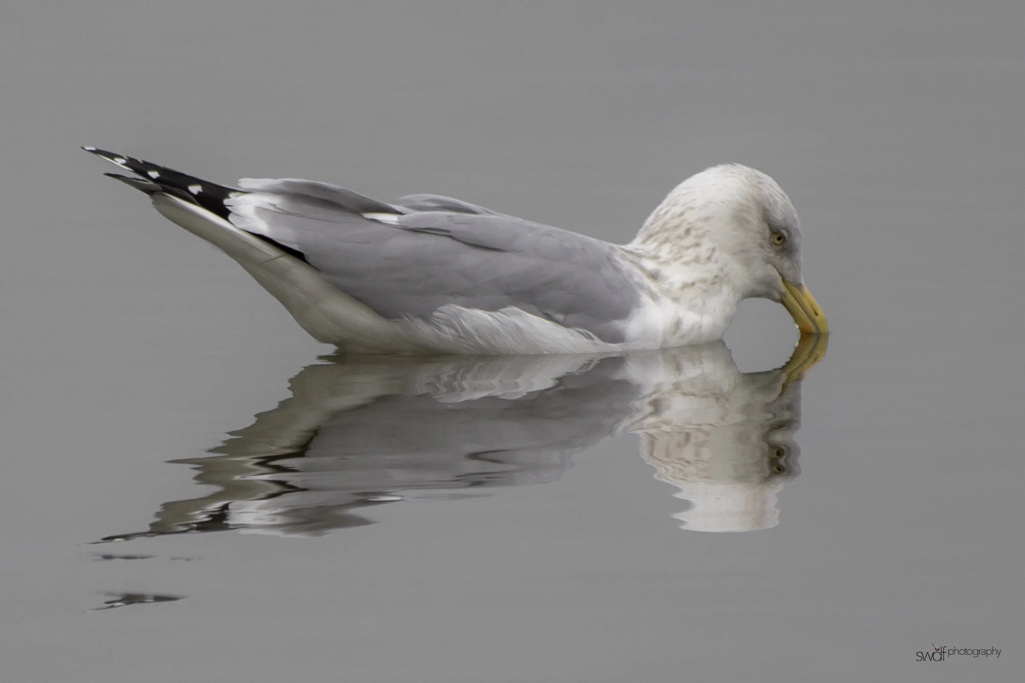 Seagull - Sheldons Marsh.jpeg