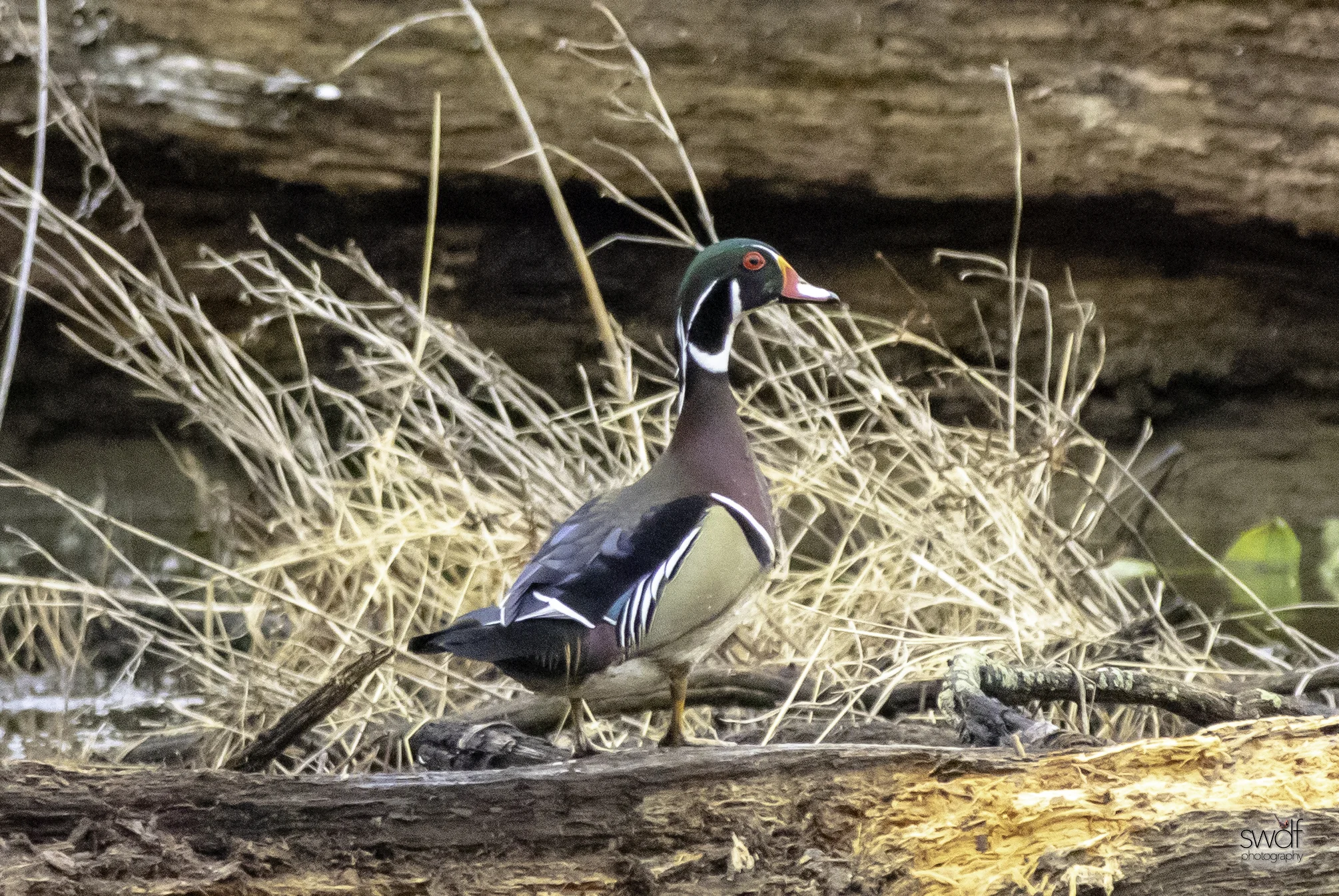 Wood Duck - Sandy Ridge.jpeg