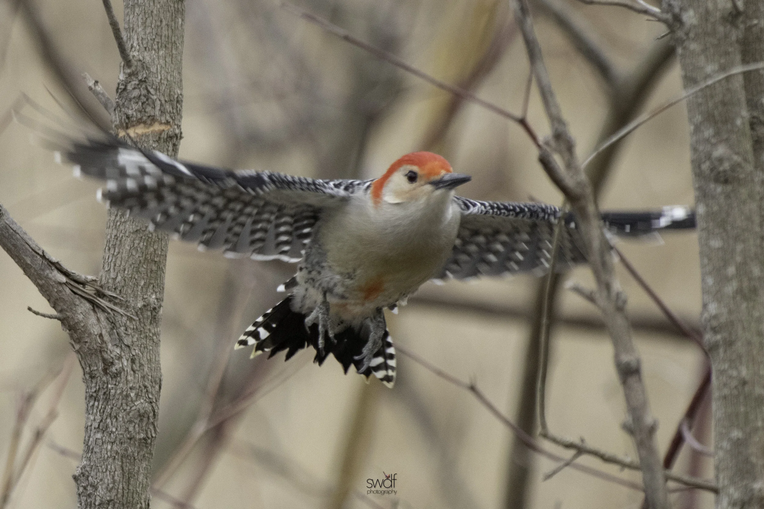 Red-Bellied Woodpecker3 - Sheldons Marsh.jpeg