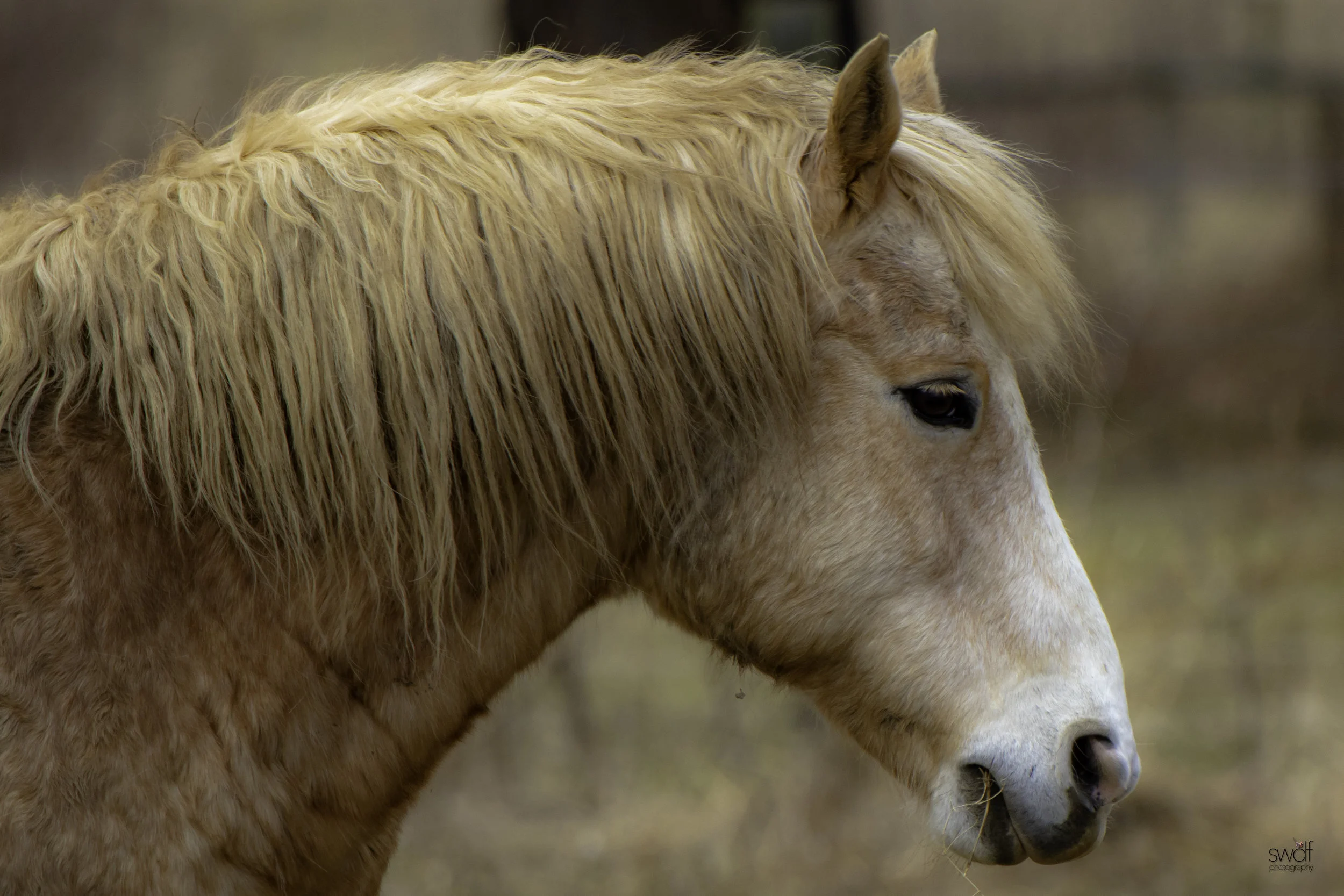 Horse Profile.jpeg