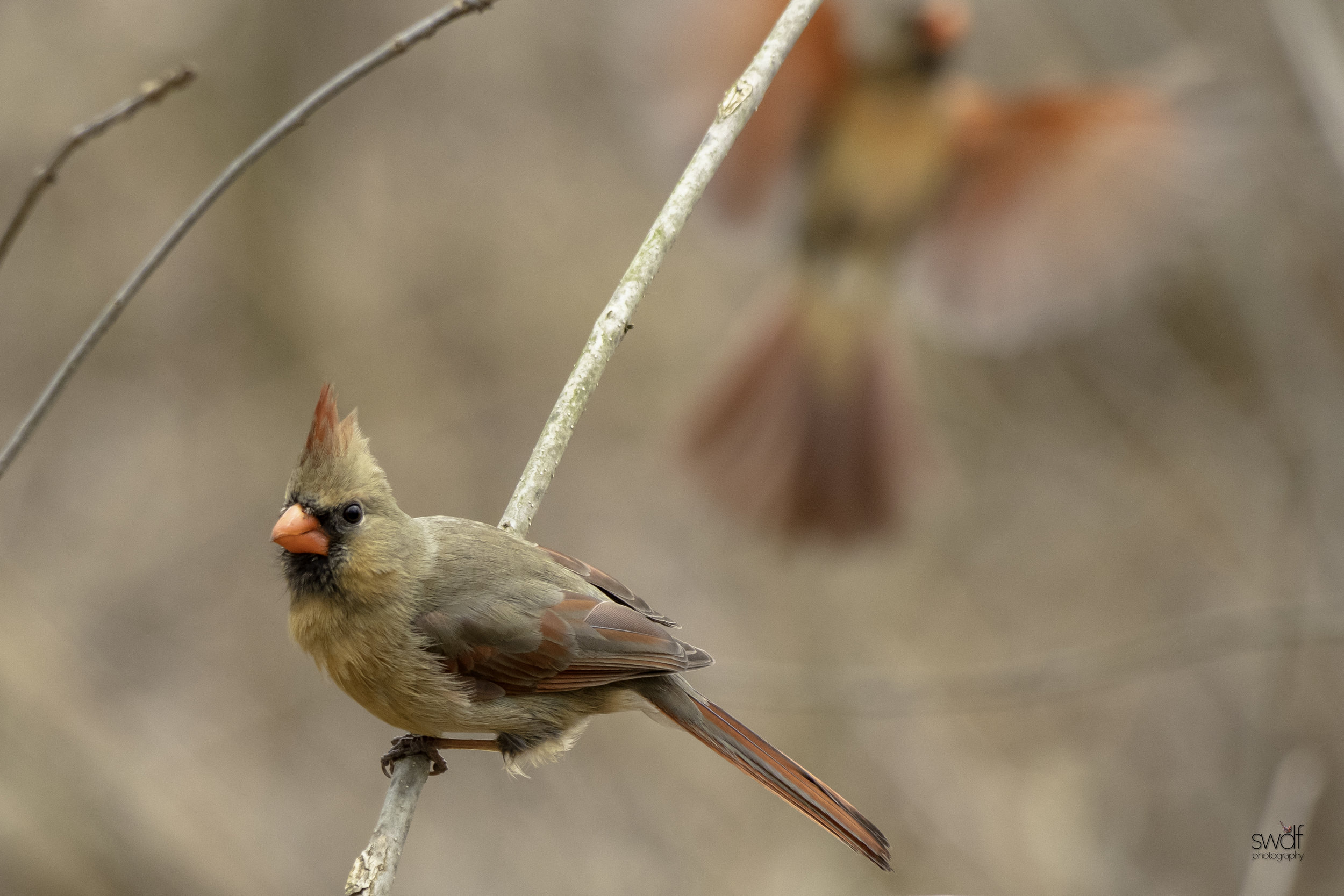 Female Cardinals.jpeg
