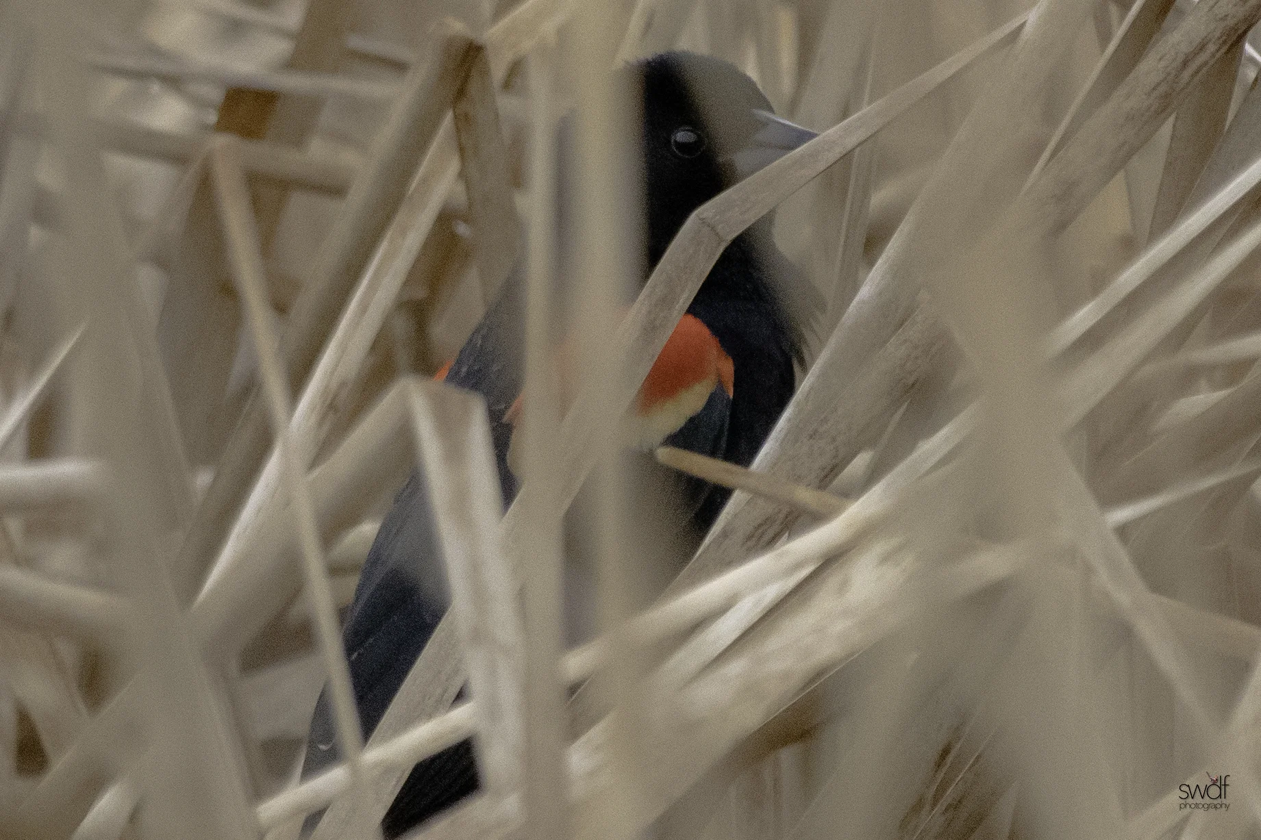Red Winged Blackbird - Sandy Ridge.jpeg