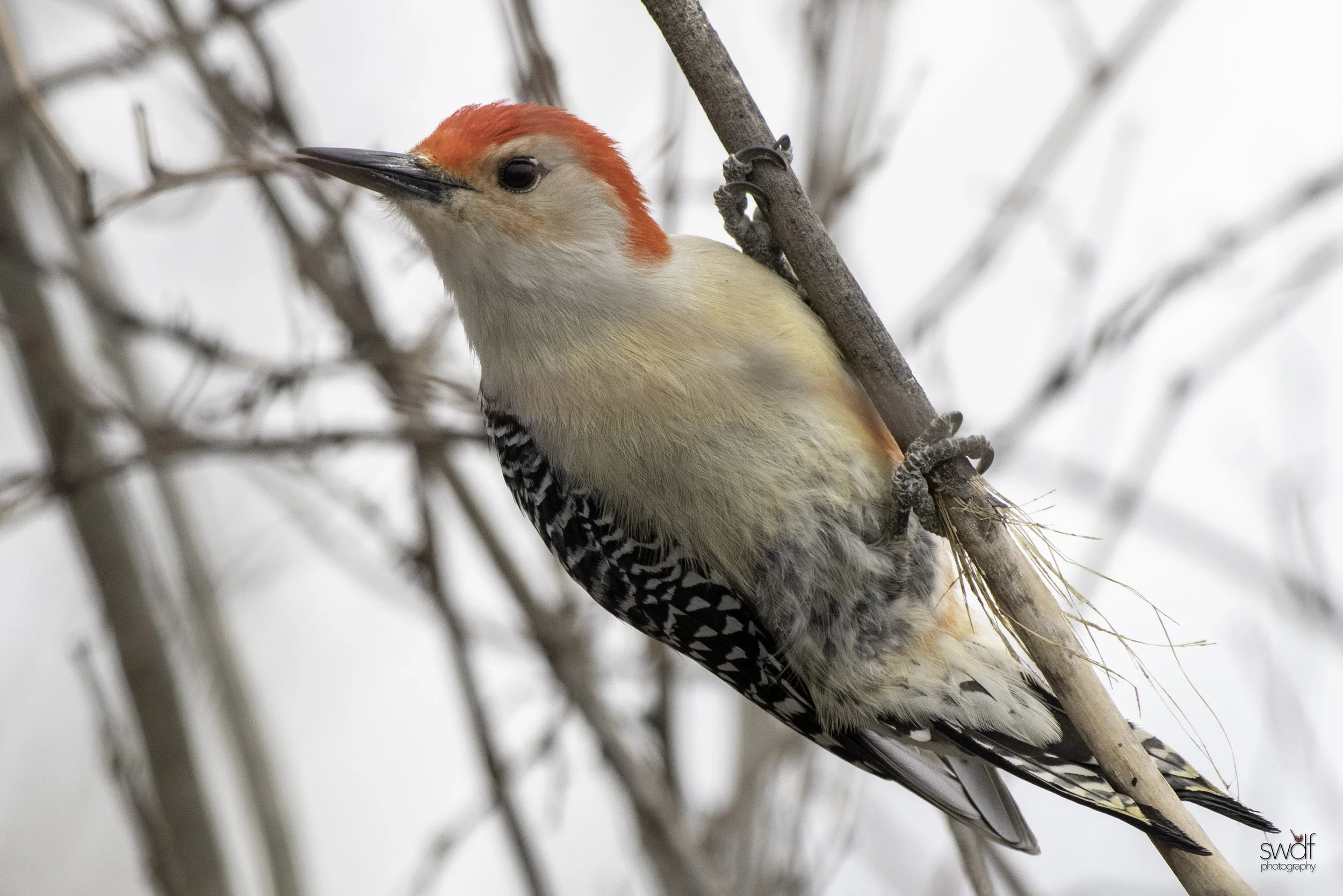 Red-Bellied Woodpecker - Sheldons Marsh.jpeg