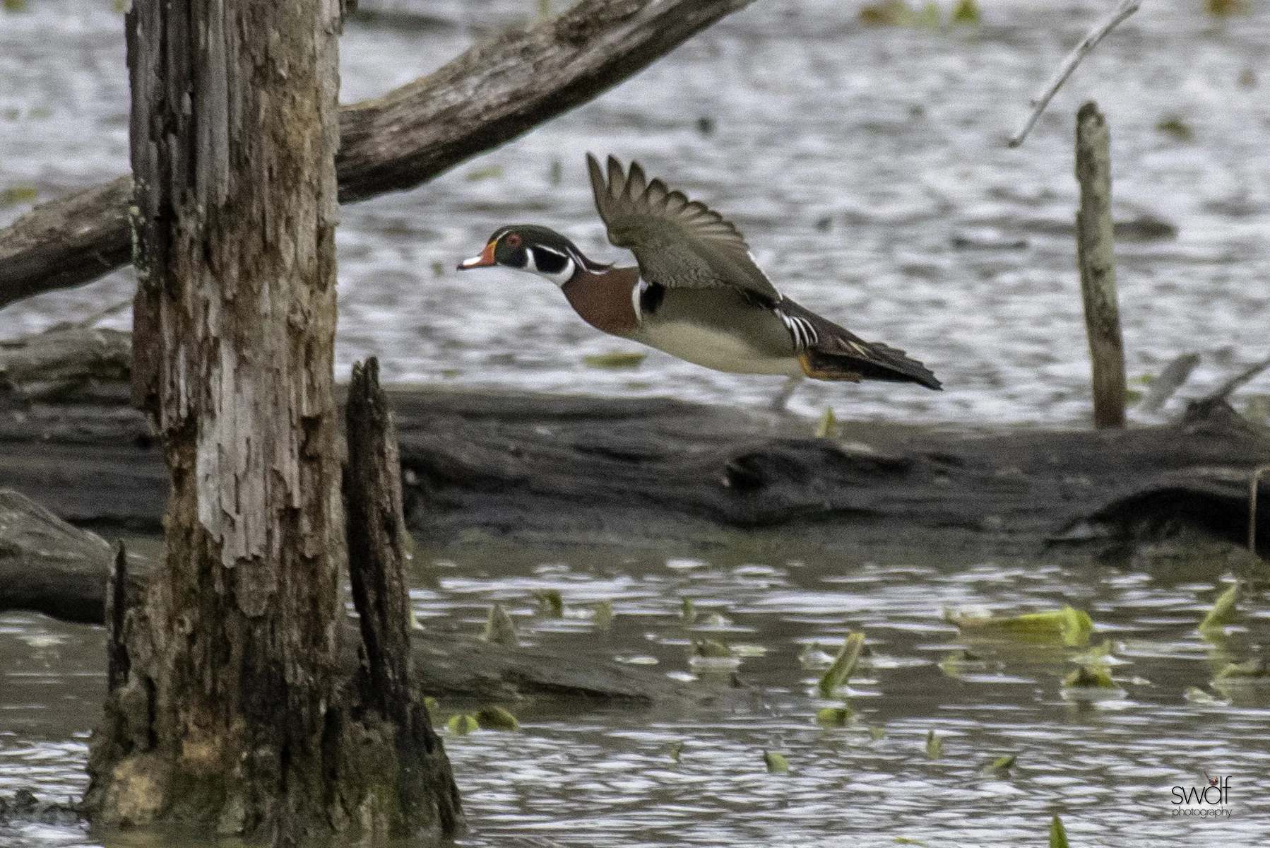 Wood Duck Flight2 - Sandy Ridge.jpeg