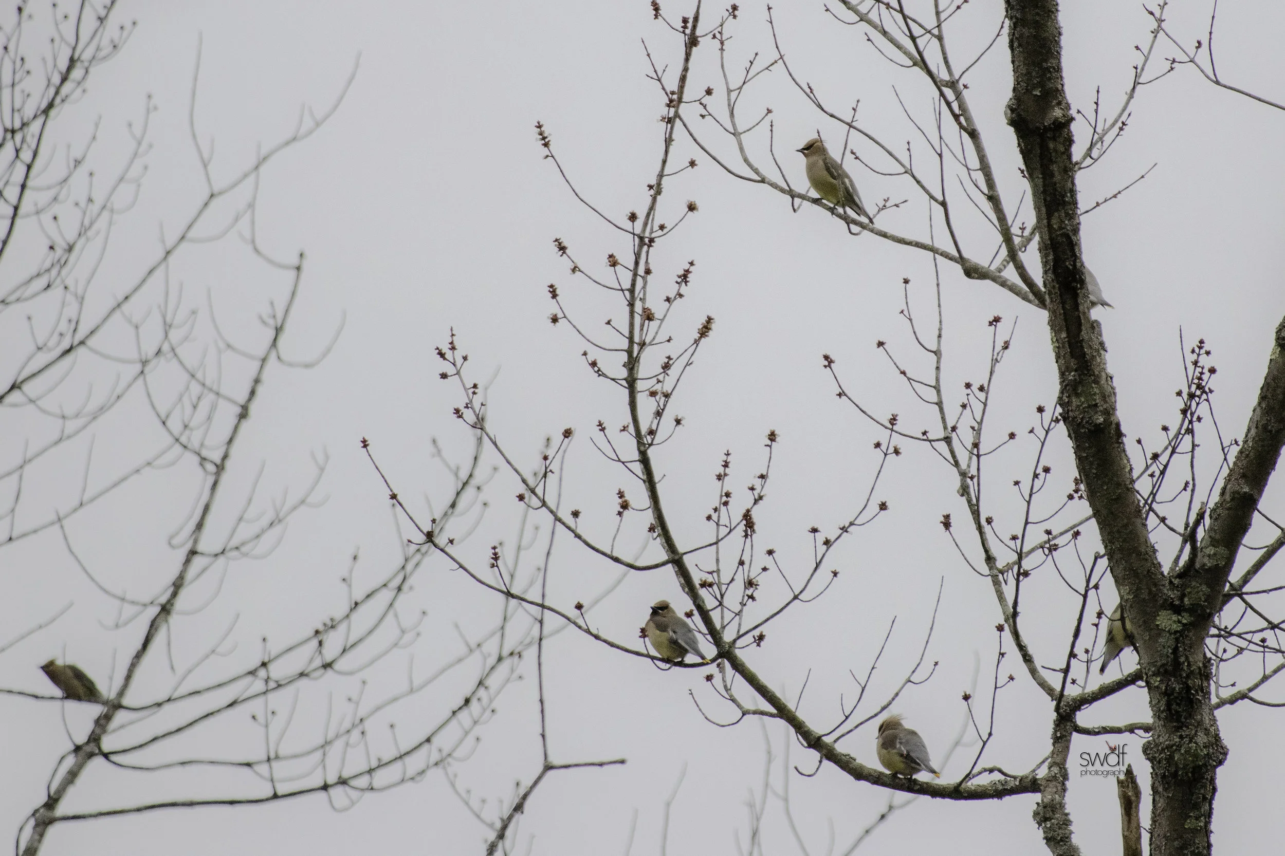 Cedar Waxwings.jpeg