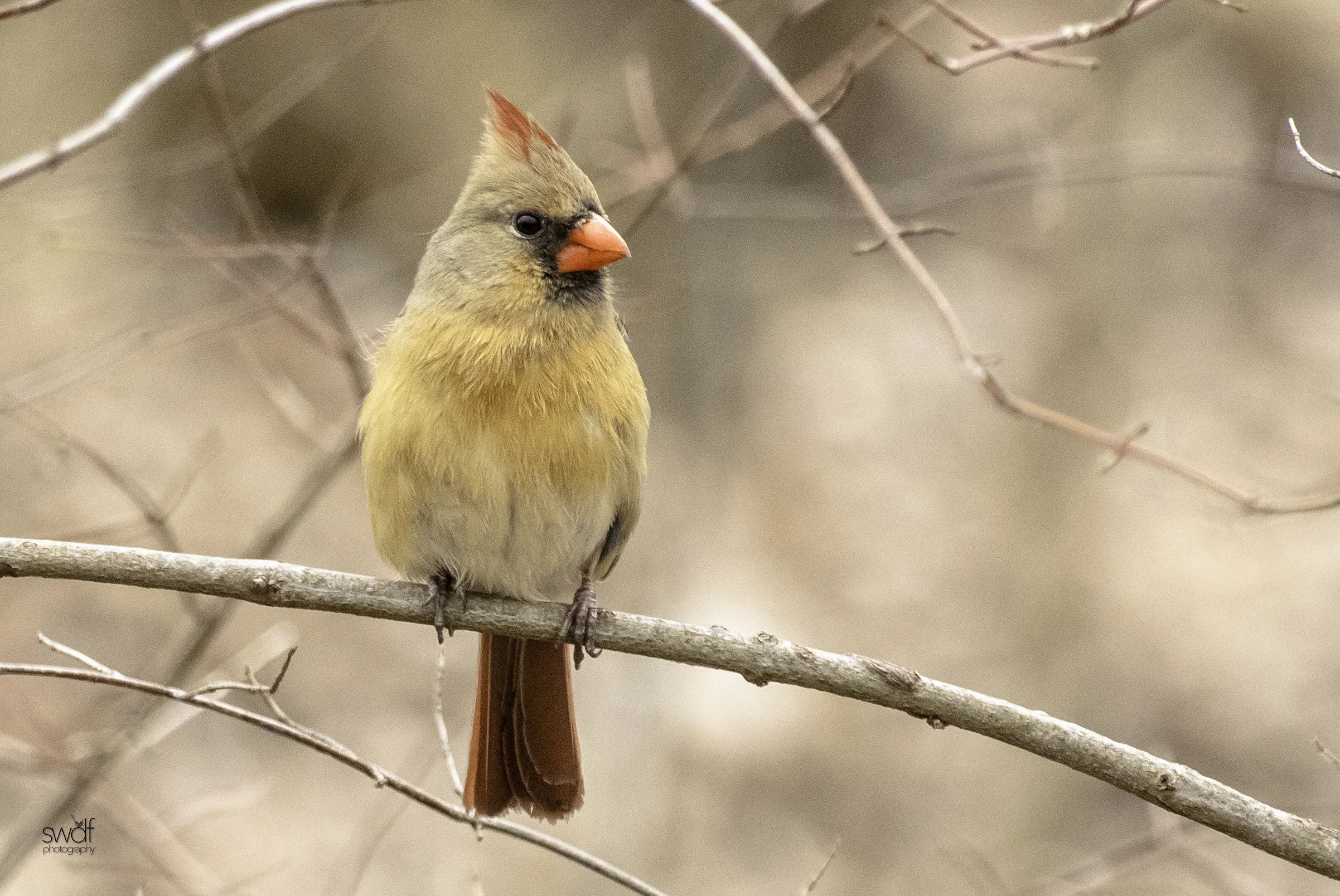Betsy Cardinal - Sheldons Marsh.jpeg