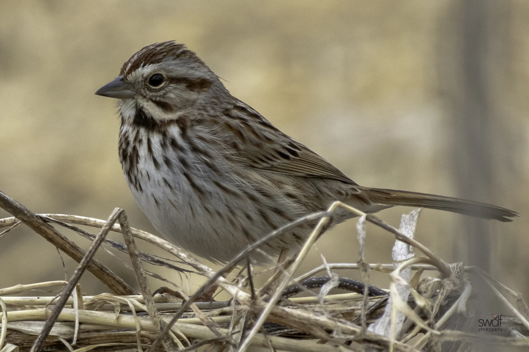 Song Sparrow.jpeg