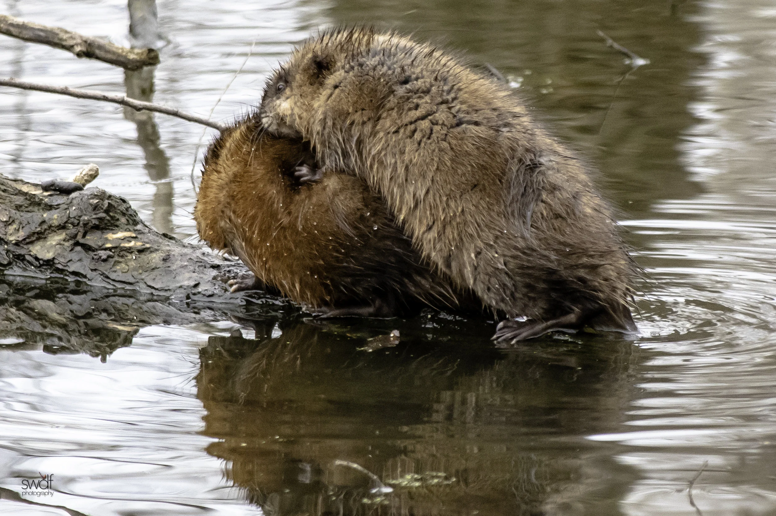 Muskrats - Sheldons Marsh.jpeg