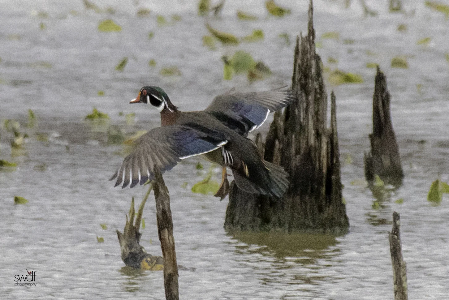 wood Duck Flight3 - Sandy Ridge.jpeg
