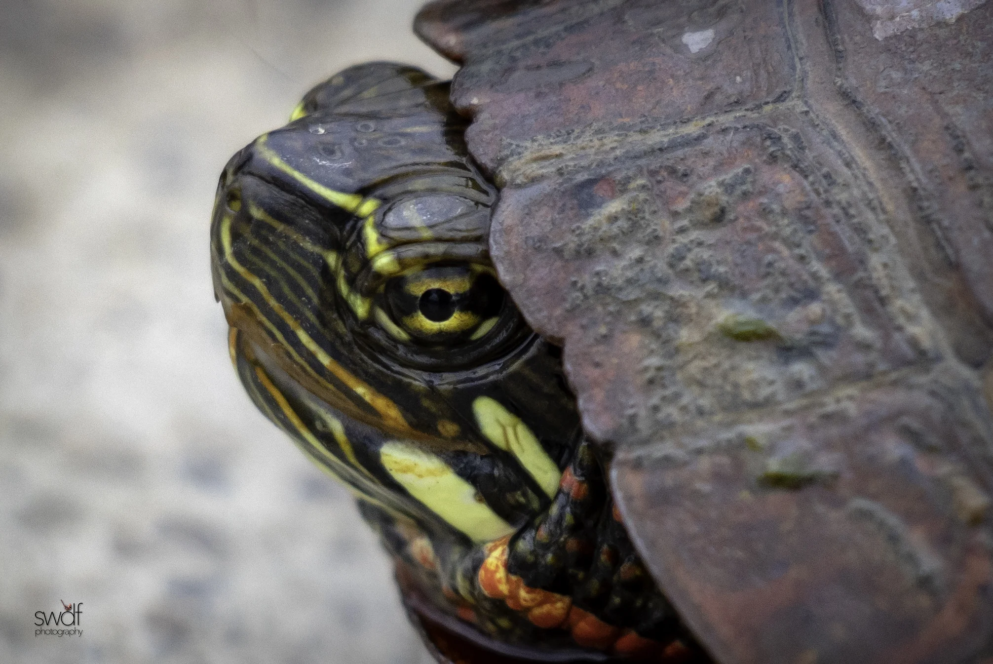 Painted Turtle - Sandy Ridge.jpeg