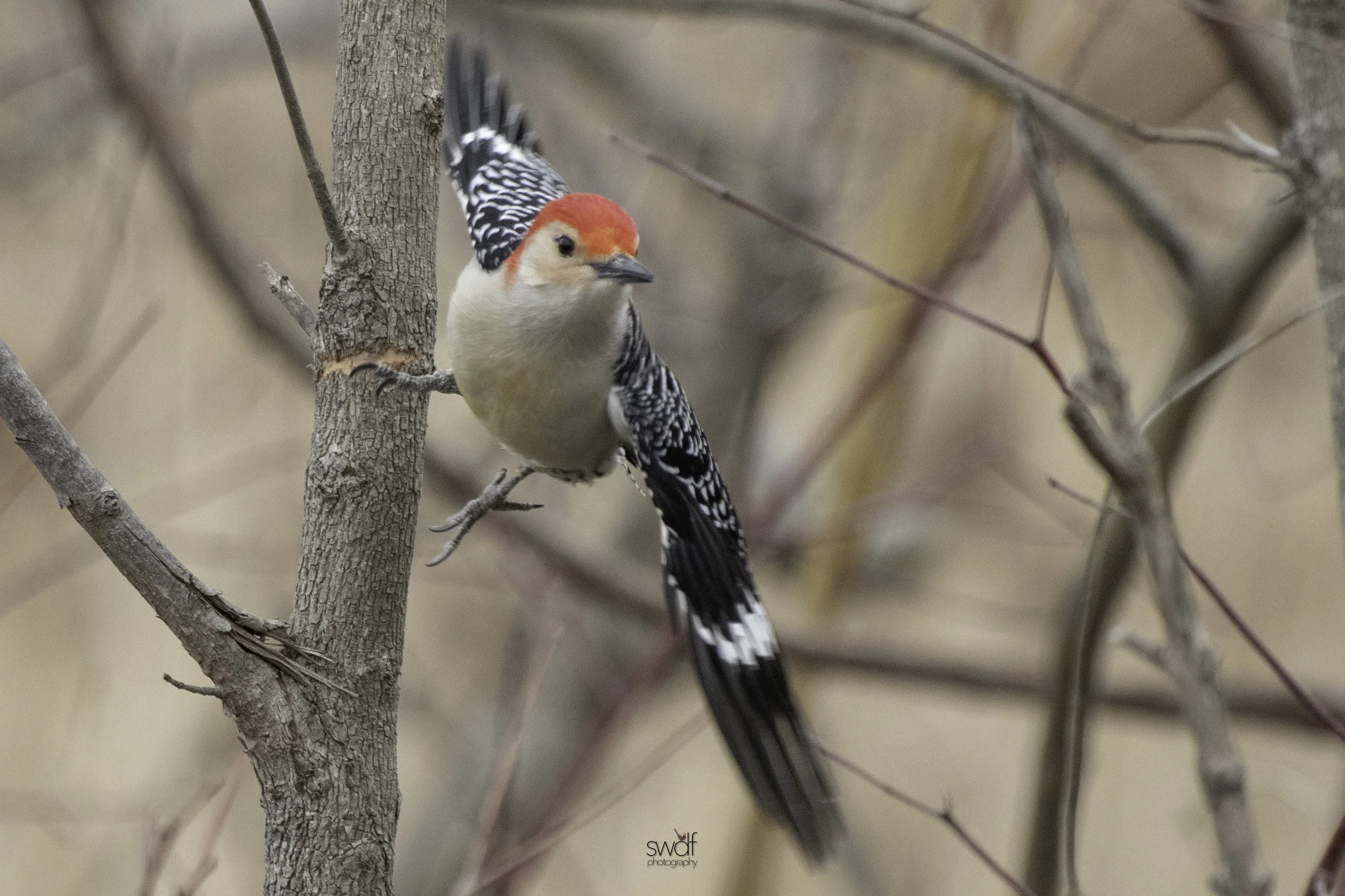 Red-Bellied Woodpecker2 - Sheldons Marsh.jpeg