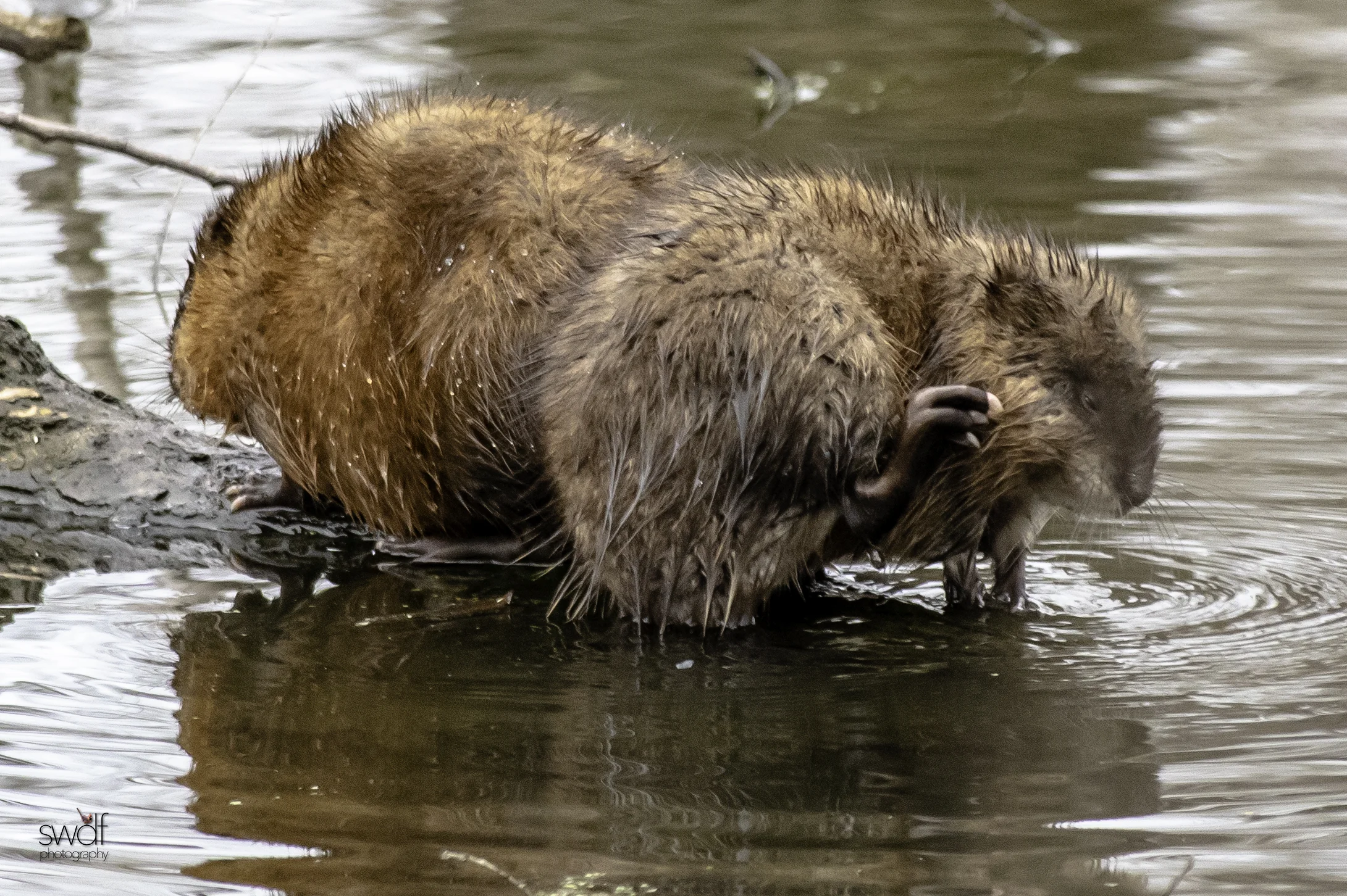 Muskrats2 - Sheldons Marsh.jpeg