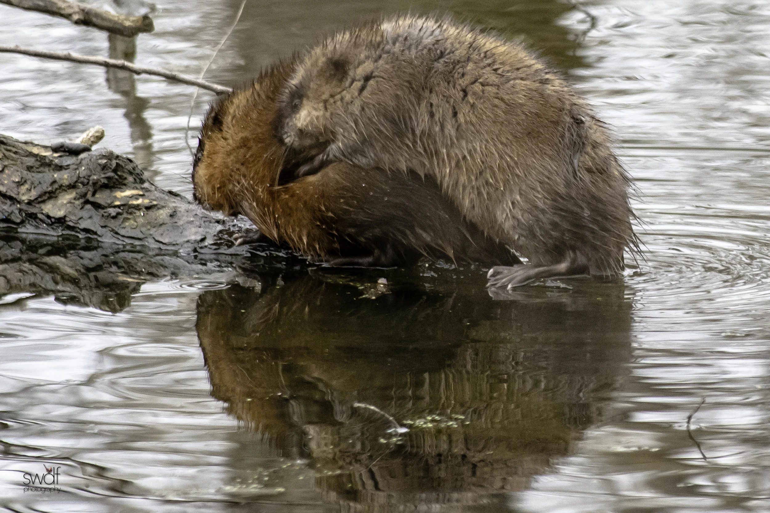 Muskrats3 - Sheldons Marsh.jpeg