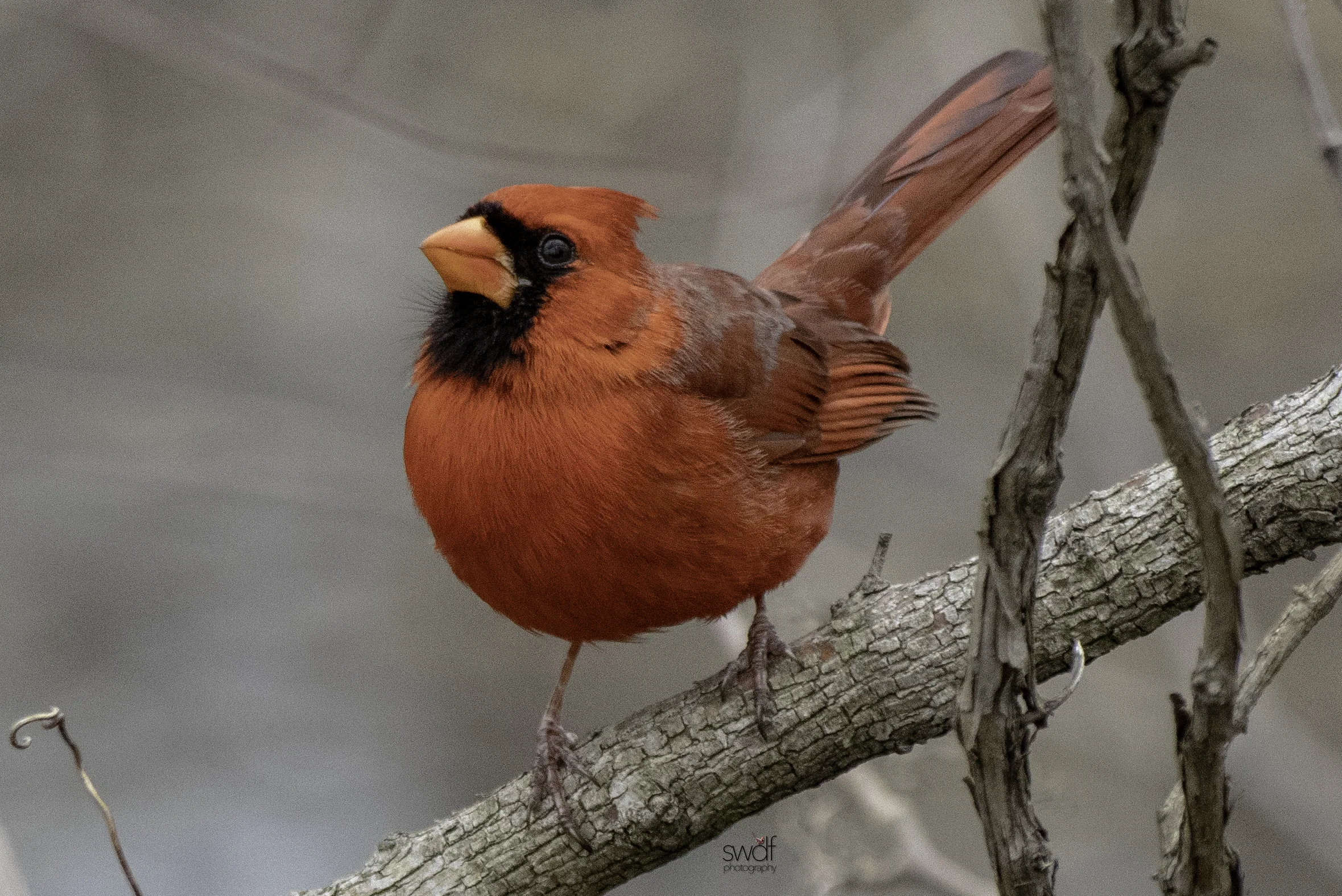 Benjamin Cardinal2 - Sheldons Marsh.jpeg