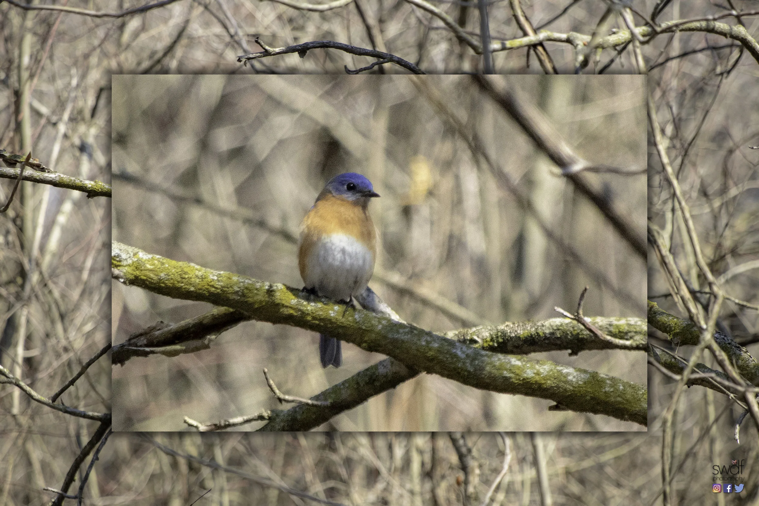 Bluebird - Sheldons Marsh.jpeg