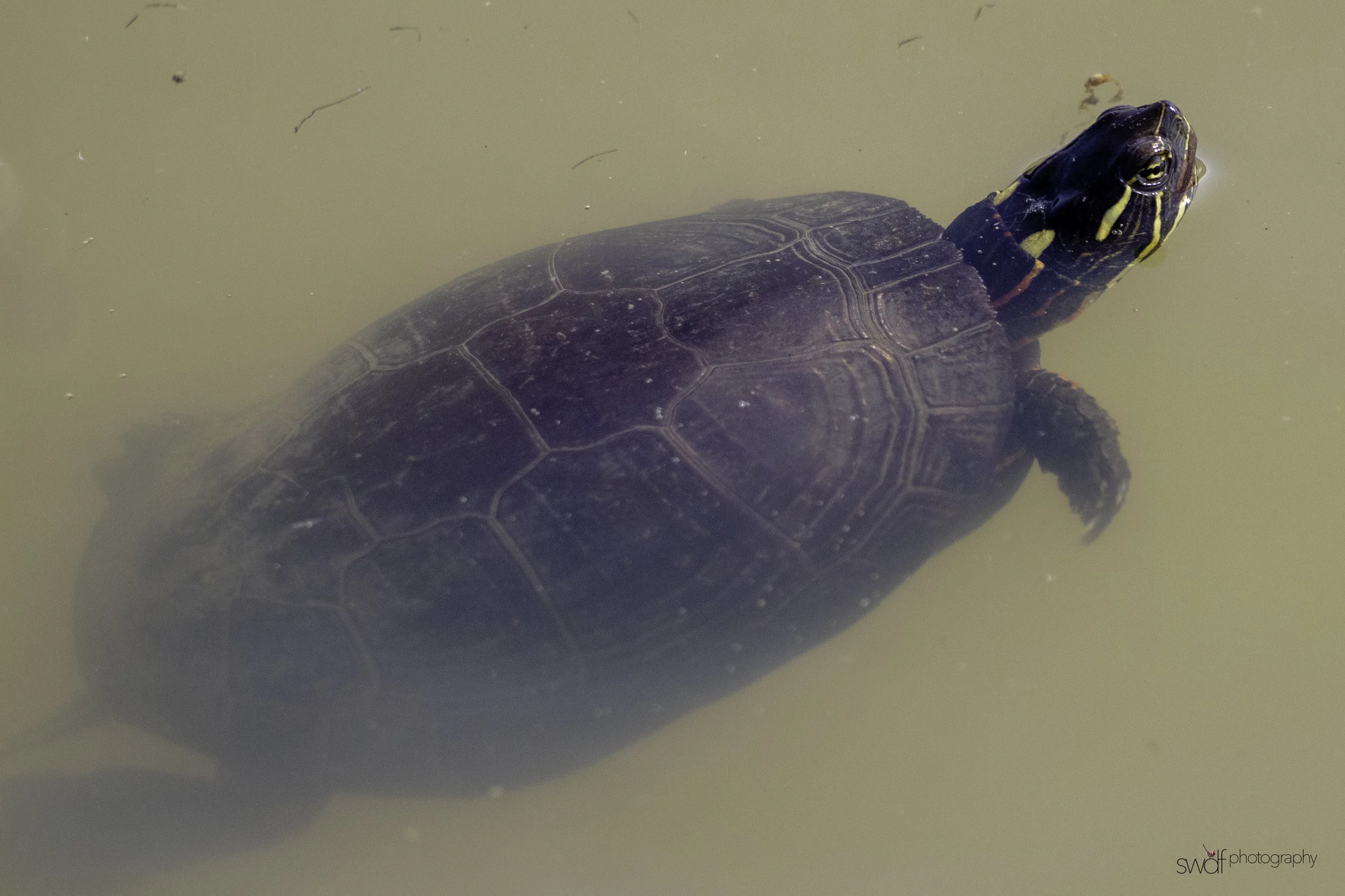 Painted Turtle2 - Sandy Ridge.jpeg