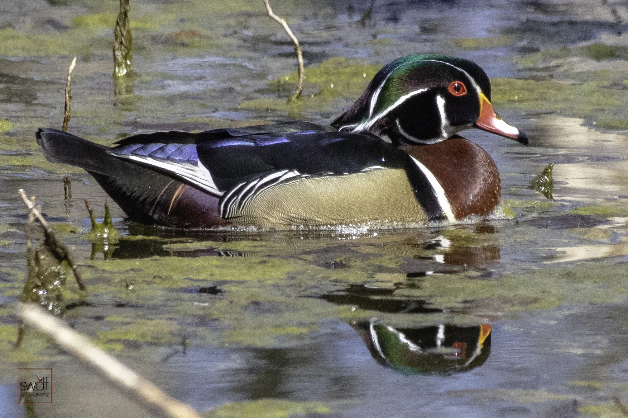 Wood Duck17 - Sheldons Marsh.jpeg