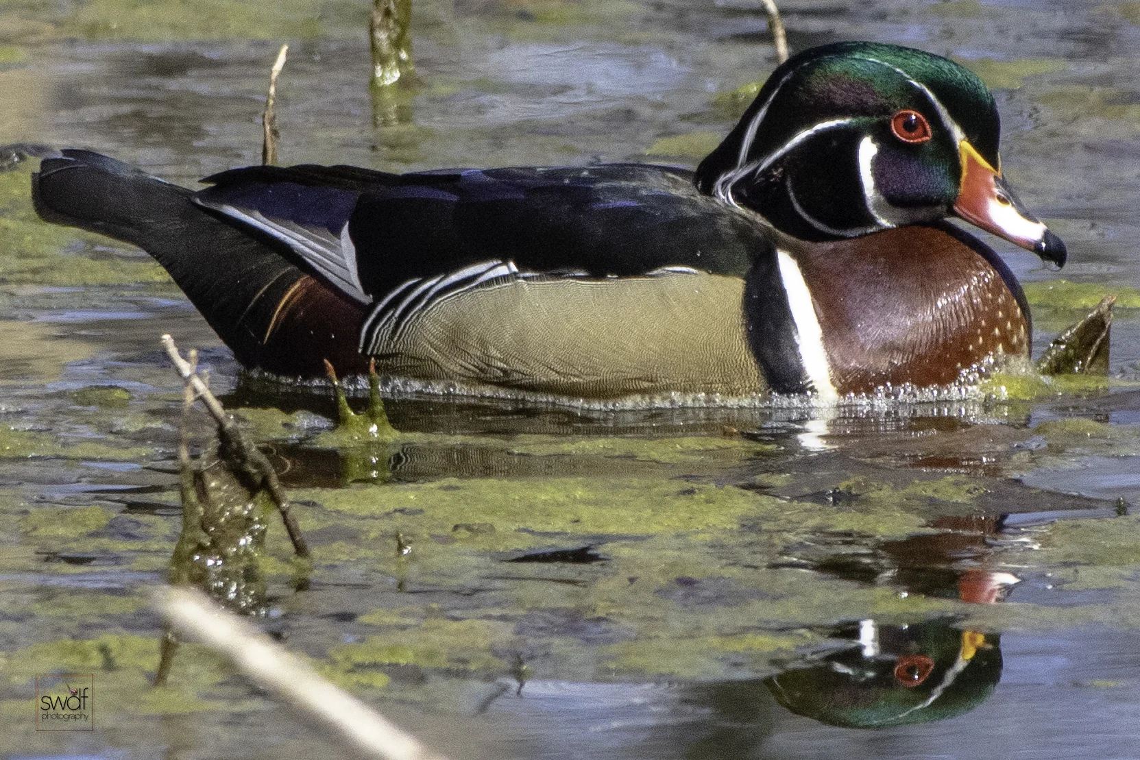 Wood Duck11 - Sheldons Marsh.jpeg