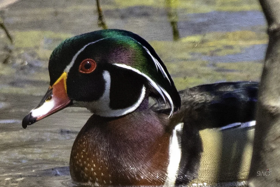 Wood Duck9 - Sheldons Marsh.jpeg