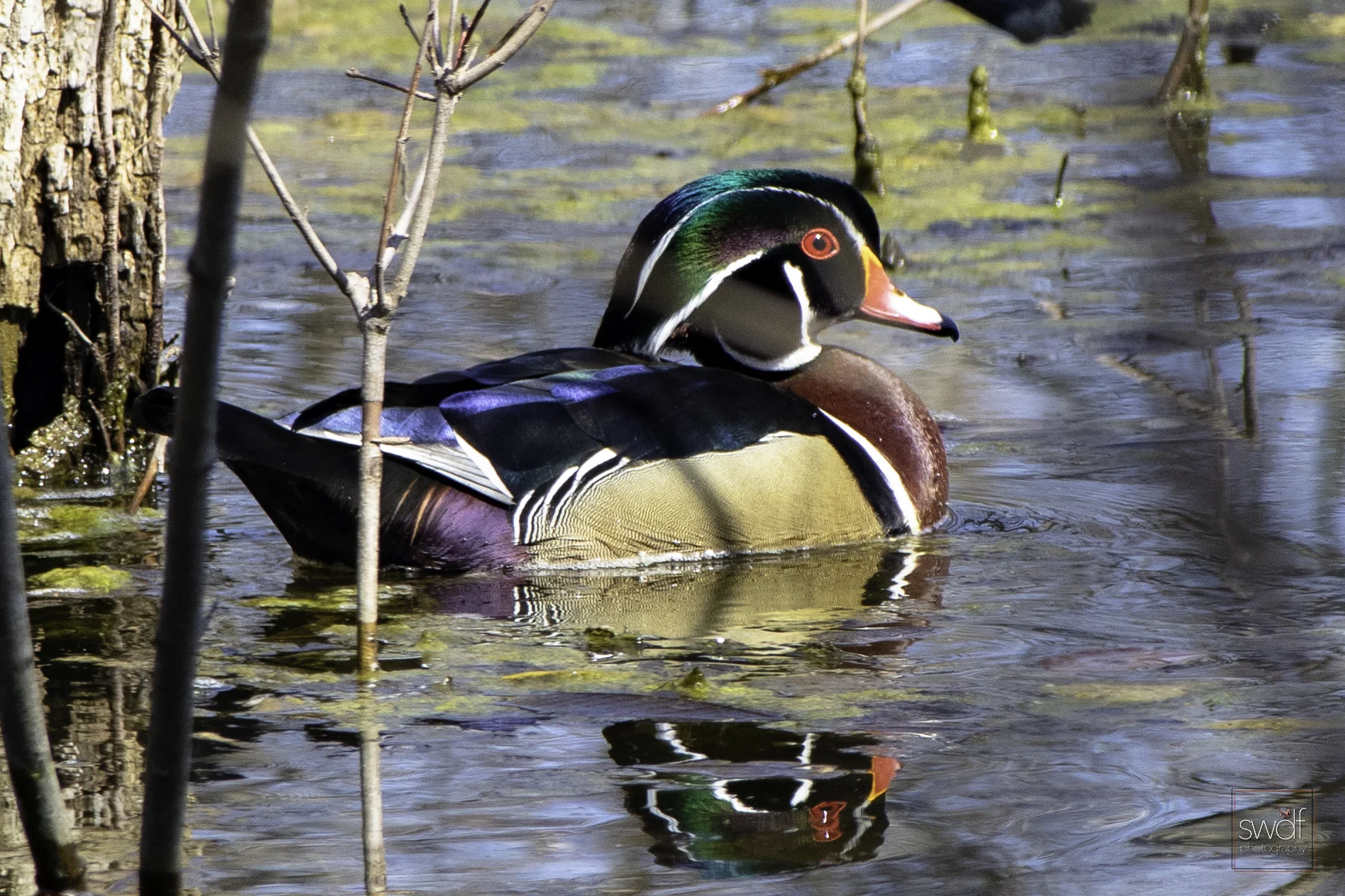 Wood Duck3 - Sheldons Marsh.jpeg