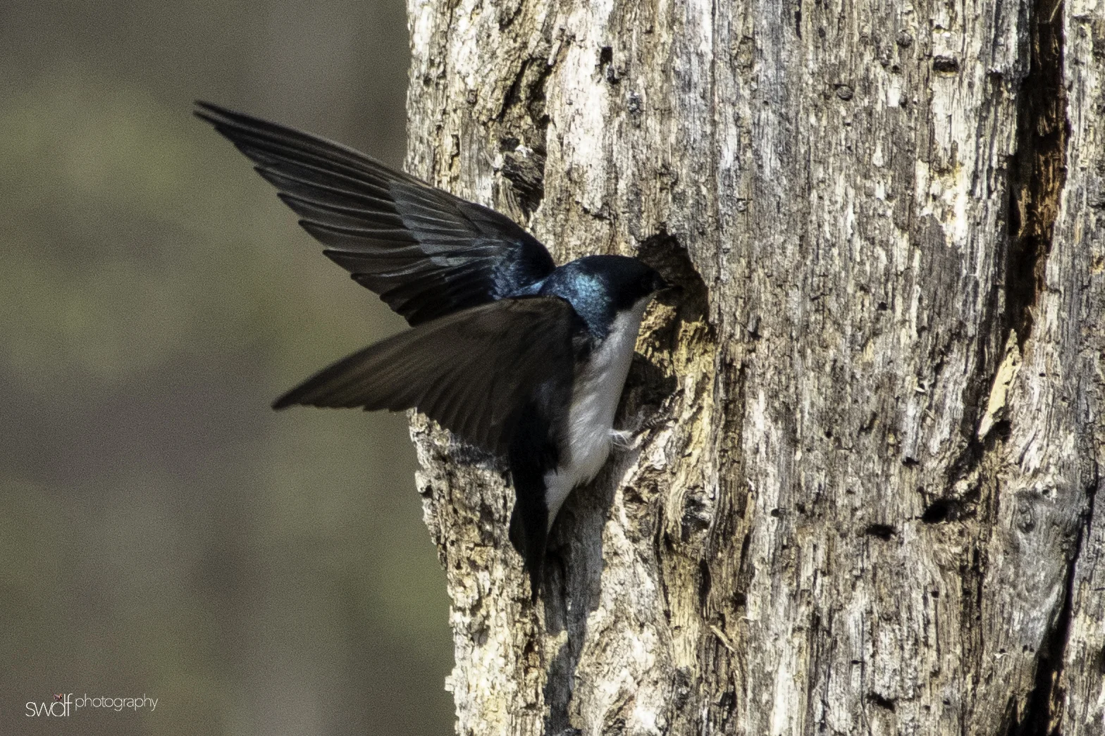 Tree Swallow and Tree - Sandy Ridge.jpeg