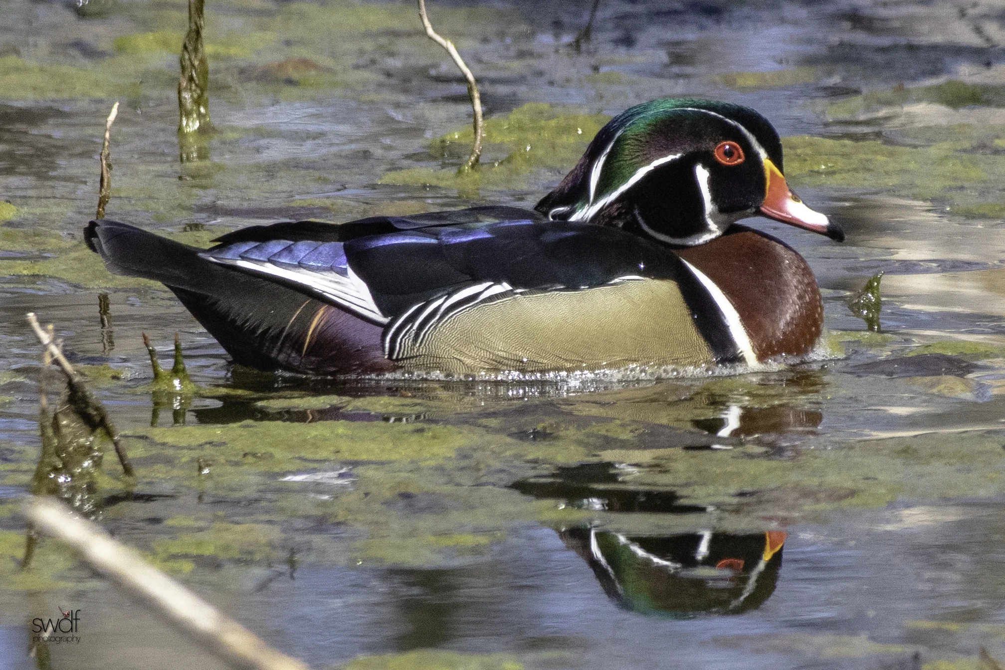 Wood Duck18 - Sheldons Marsh.jpeg
