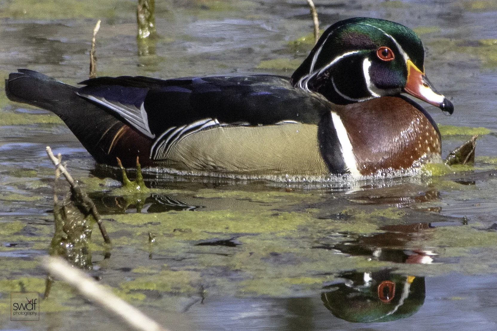 Wood Duck12 - Sheldons Marsh.jpeg