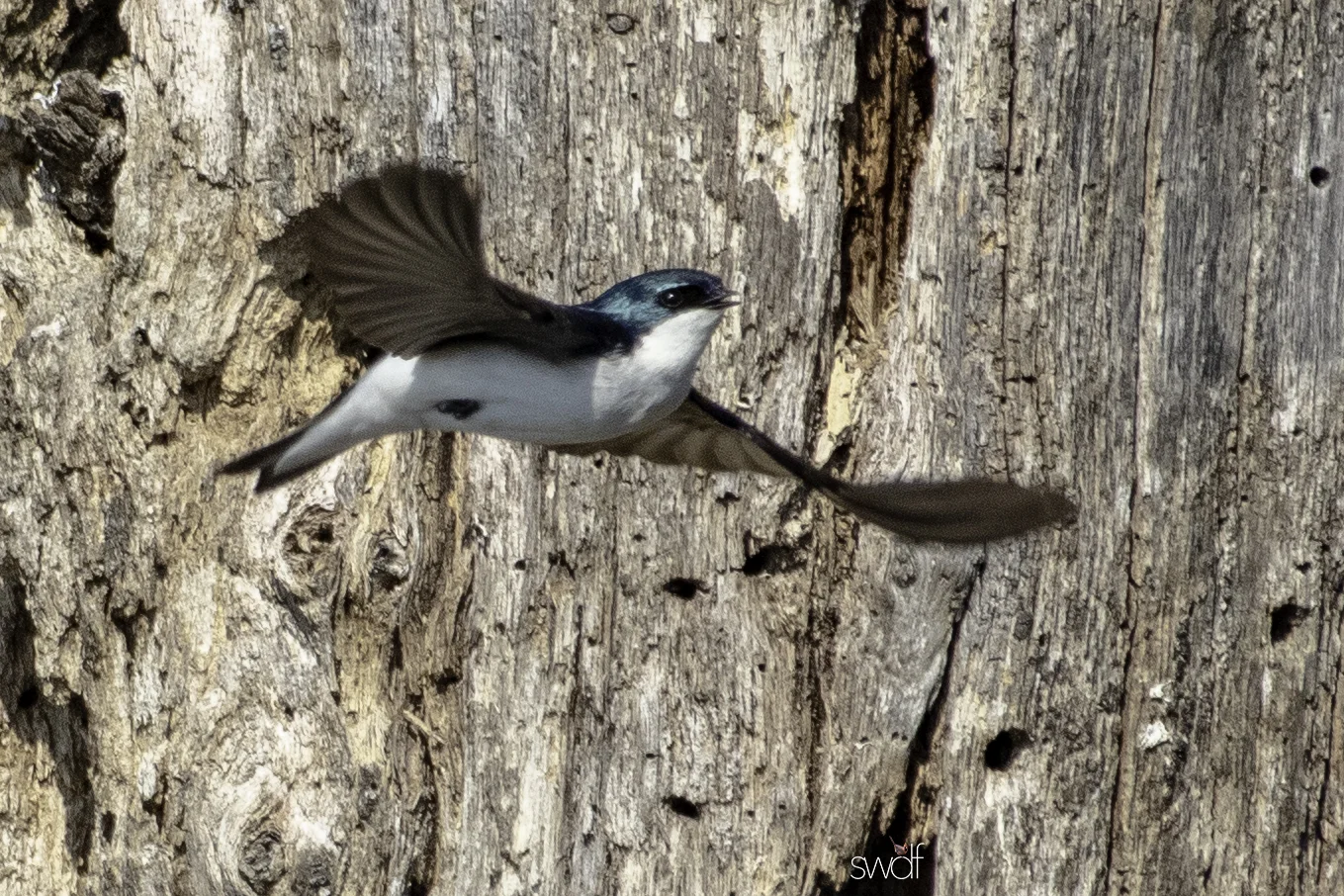 Flying Tree Swallow - Sandy Ridge.jpeg