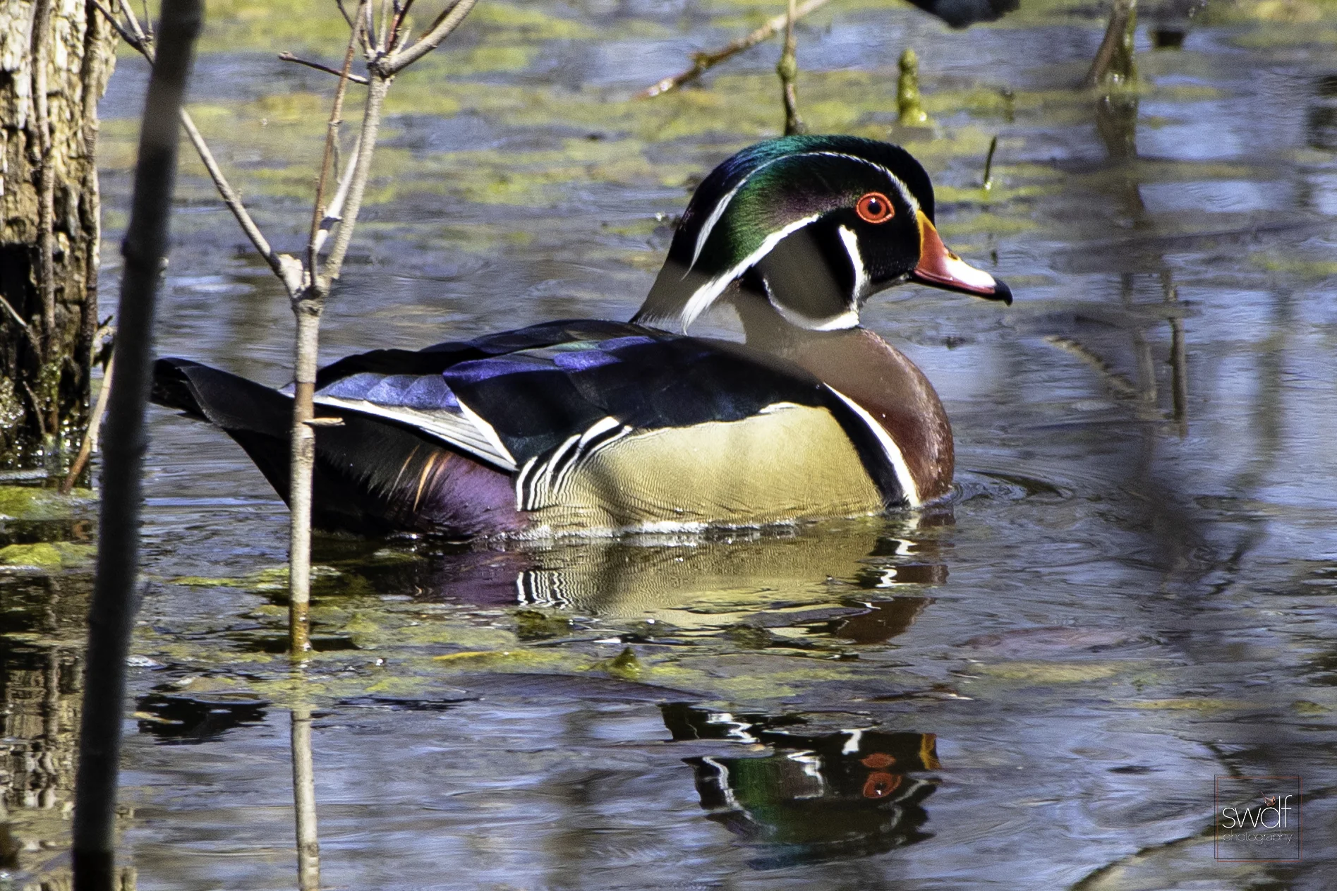 Wood Duck4 - Sheldons Marsh.jpeg