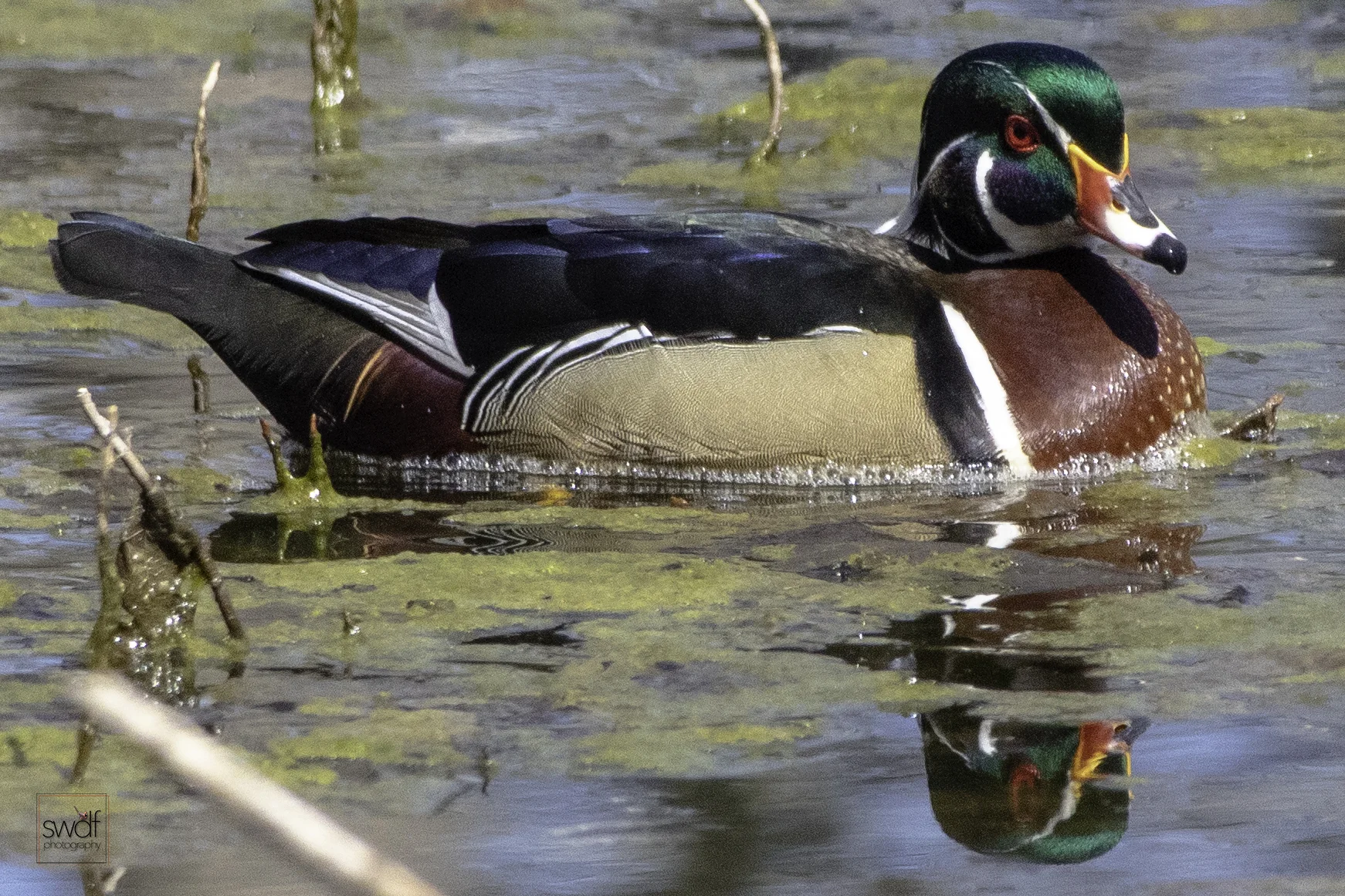 Wood Duck13 - Sheldons Marsh.jpeg
