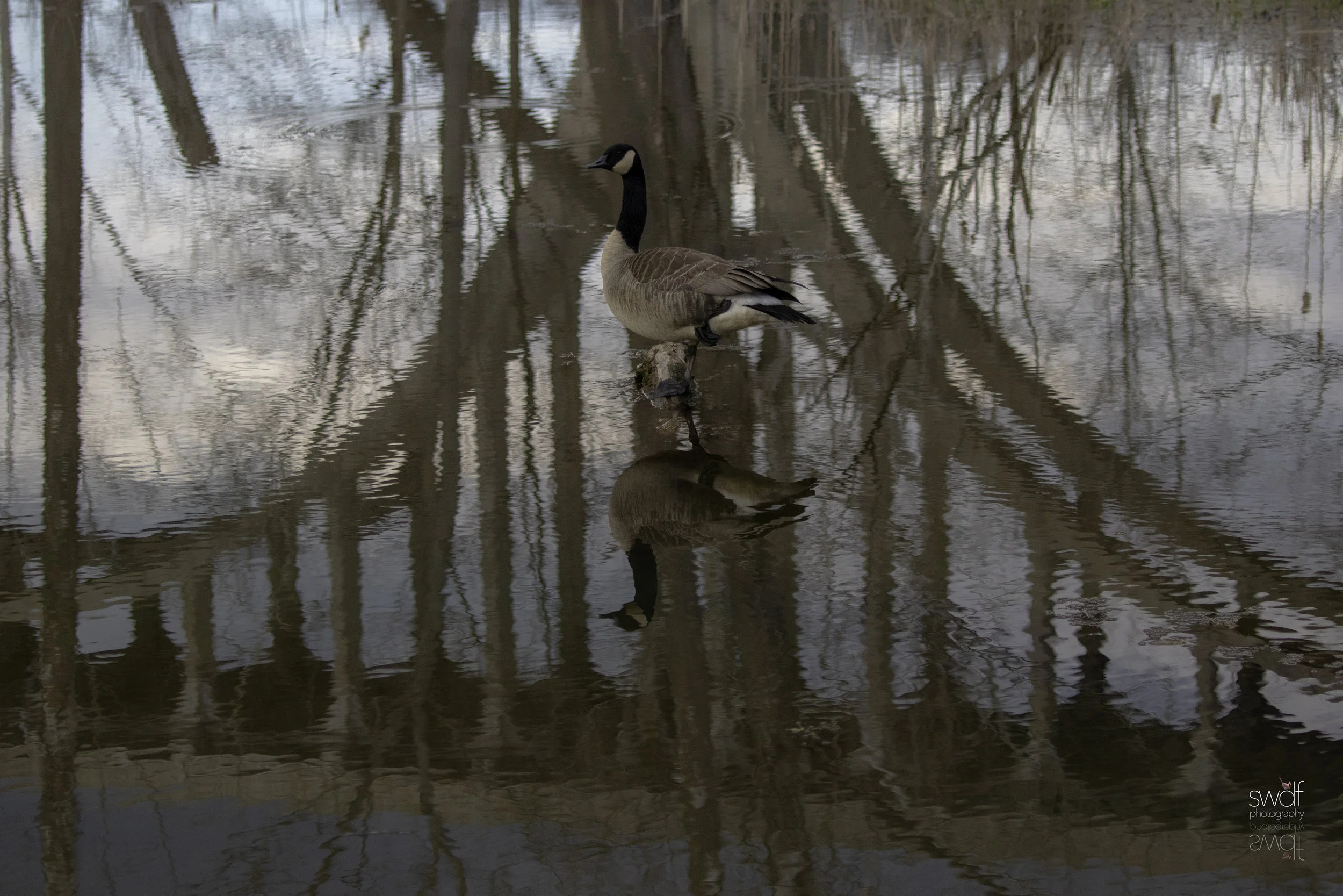 Goose and Bridge Reflect - CVNP.jpeg