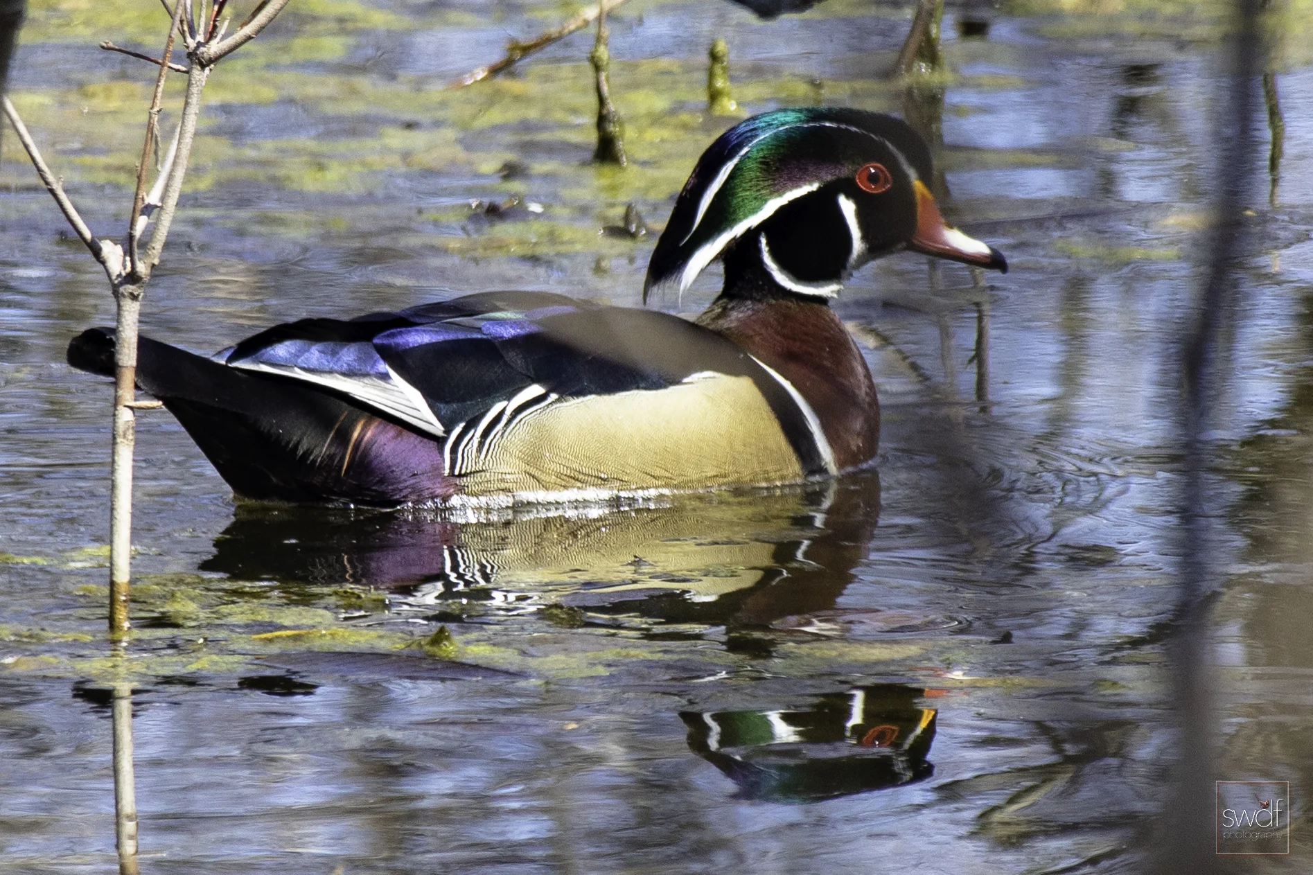 Wood Duck5 - Sheldons Marsh.jpeg
