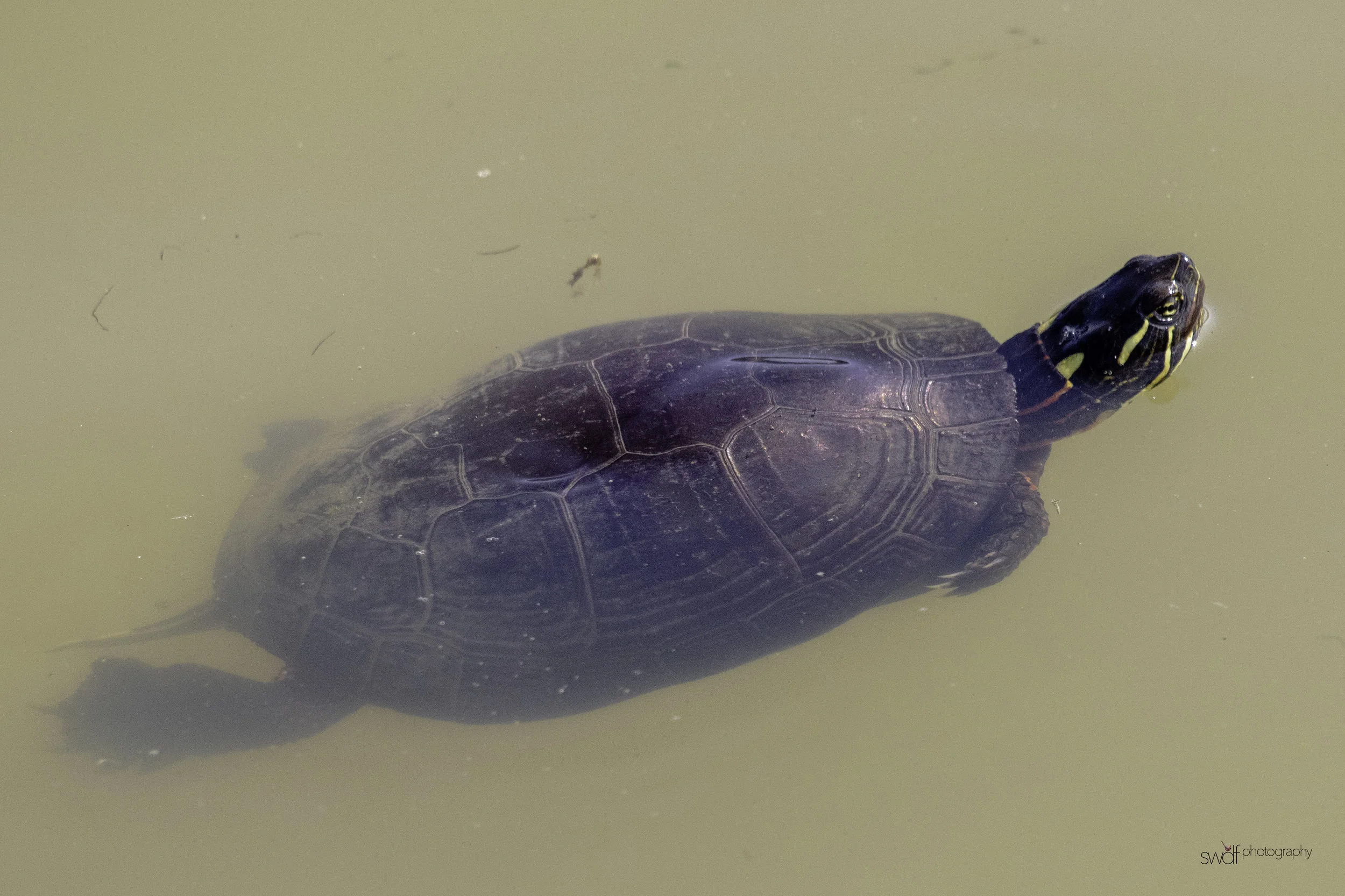 Painted Turtle - Sandy Ridge.jpeg