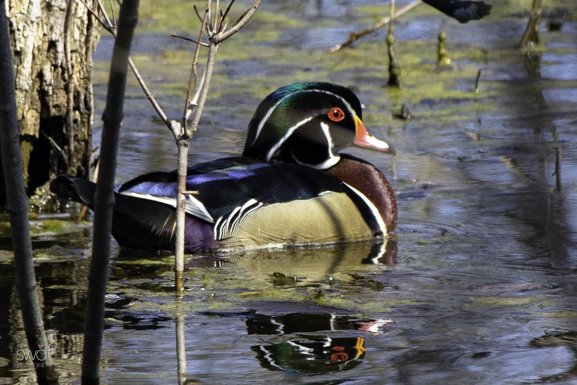 Wood Duck2 - Sheldons Marsh.jpeg